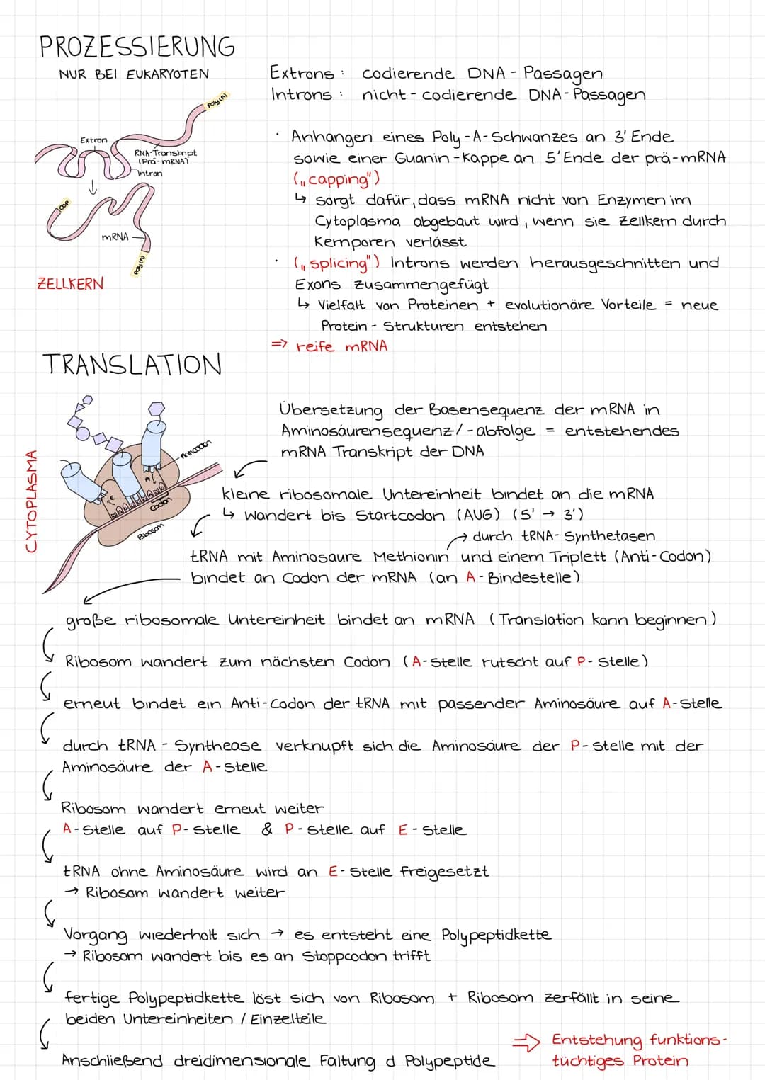 5
PROTEINBIOSYNTHESE
RNA-
Transkript
RNA-Prozessierung
Transkription
Zellkern
COP
Cytoplasma
A
Exon
COP
mRNA
DNA
ribosomale
untereinheiten
R