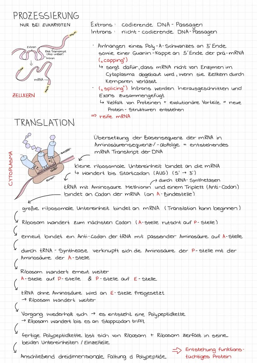 5
PROTEINBIOSYNTHESE
RNA-
Transkript
RNA-Prozessierung
Transkription
Zellkern
COP
Cytoplasma
A
Exon
COP
mRNA
DNA
ribosomale
untereinheiten
R