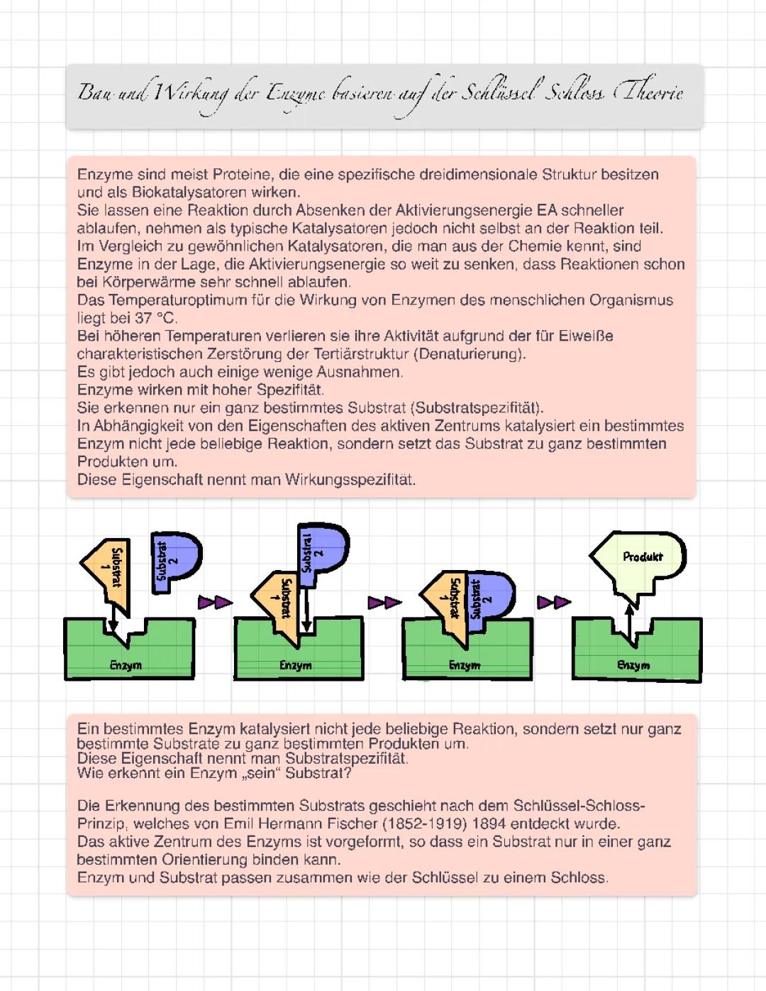 Schlüssel-Schloss-Prinzip und Enzyme einfach erklärt - Beispiele, Aufbau und Wirkungsweise