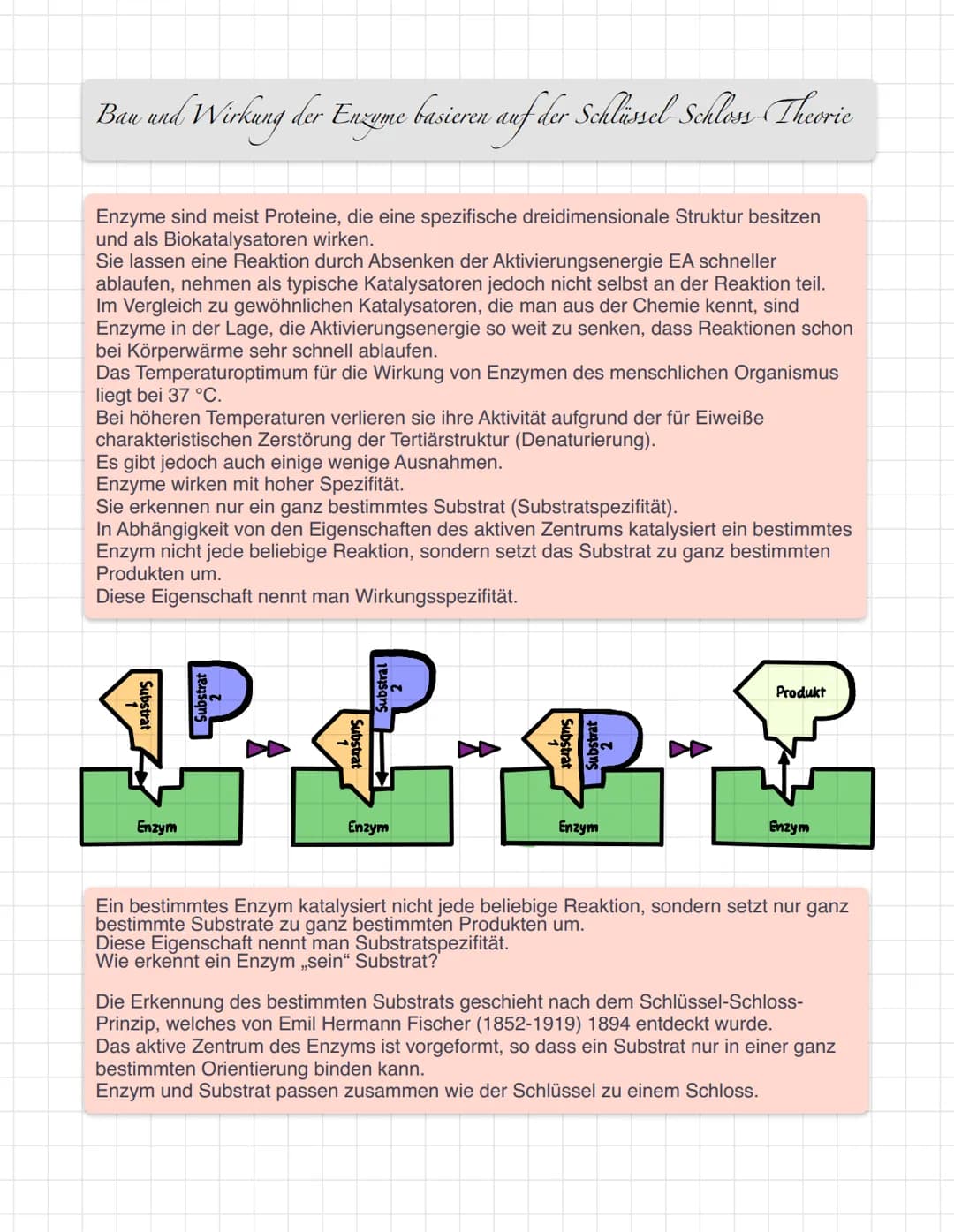 Bau und Wirkung der Enzyme basieren auf der Schlüssel-Schloss-Theorie
Enzyme sind meist Proteine, die eine spezifische dreidimensionale Stru