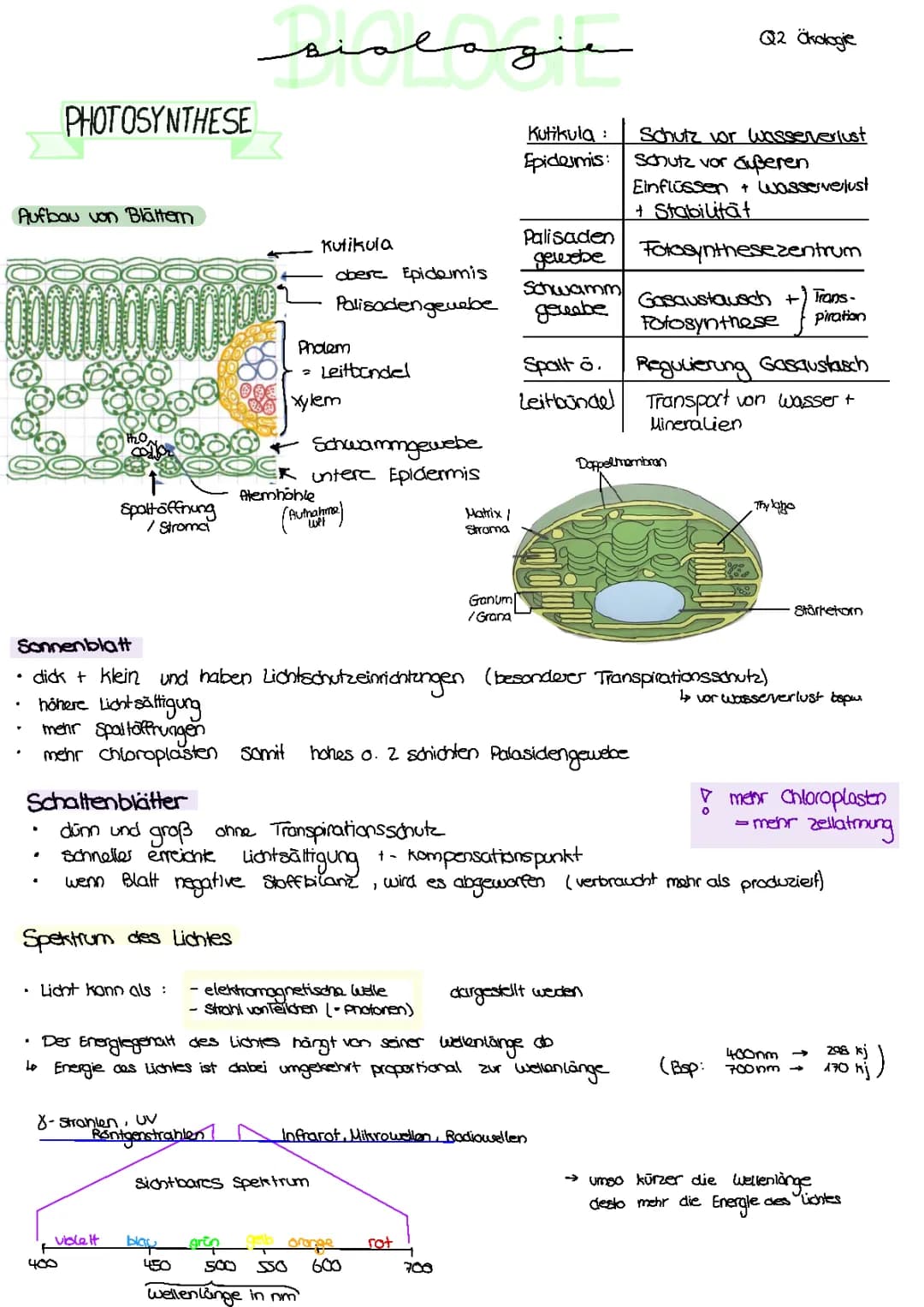 stoffwechselphysiologie