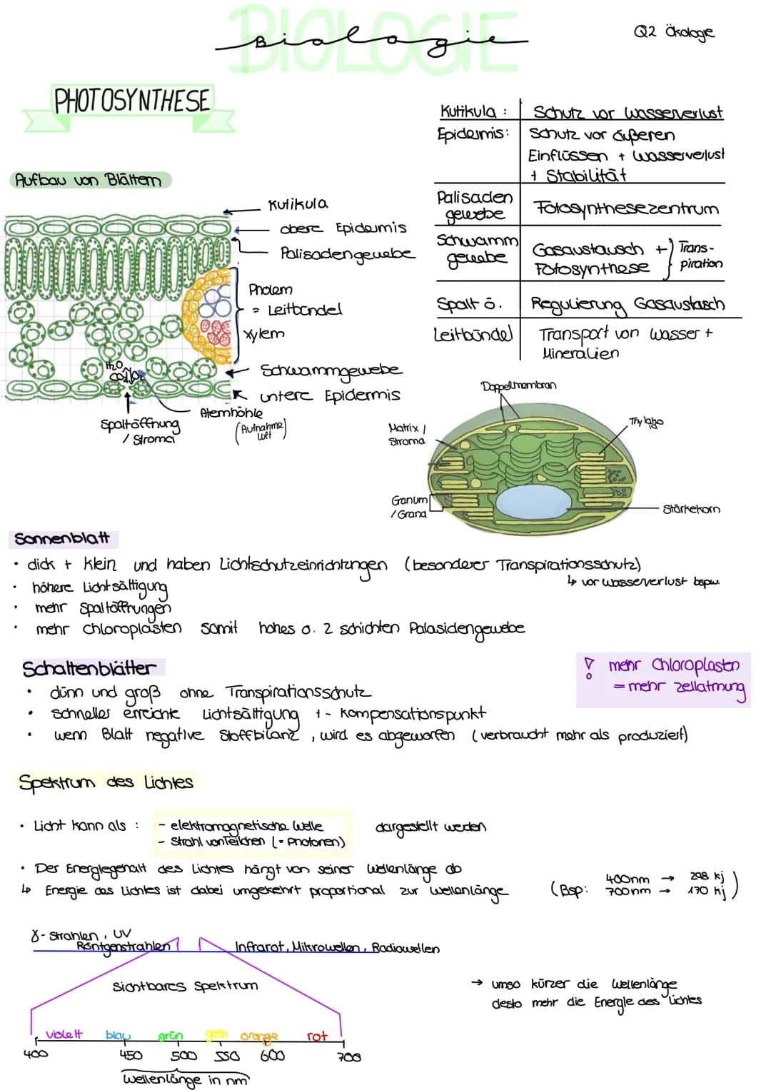 Aufbau von Blättem
PHOTOSYNTHESE
•
spaltöffnung
/ Stroma
Licht kann als :
Z
violett
400
00€
8-Strahlen, UV
Röntgenstrahlen
منهمهمنم
Kutikula
