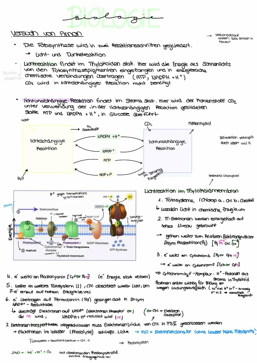 Aufbau von Blättem
PHOTOSYNTHESE
•
spaltöffnung
/ Stroma
Licht kann als :
Z
violett
400
00€
8-Strahlen, UV
Röntgenstrahlen
منهمهمنم
Kutikula