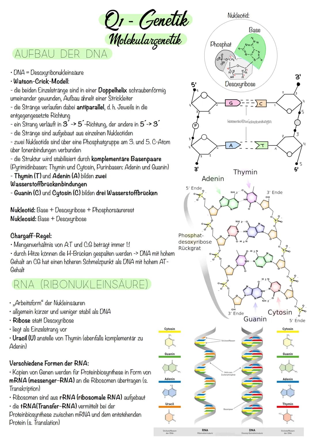 Q₁-Genetik
Molekulargenetik
AUFBAU DER DNA
• DNA - Desoxyribonukleinsäure
=
•
Watson-Crick-Modell:
-die beiden Einzelstränge sind in einer D