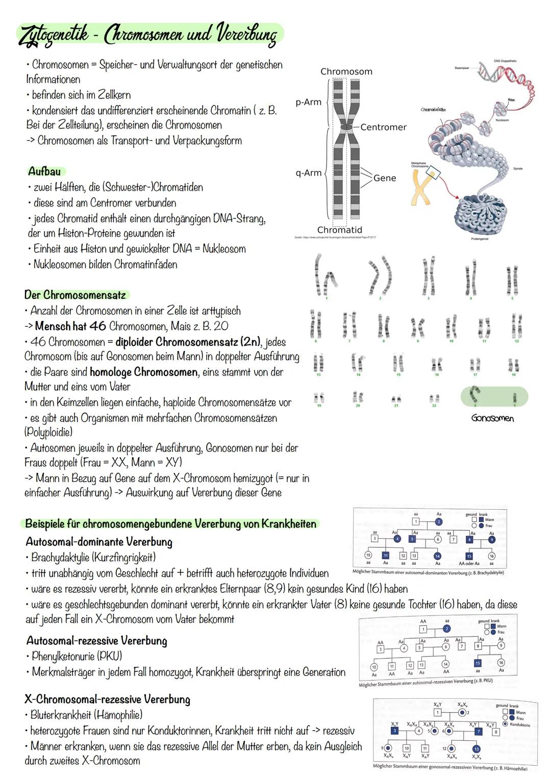 Q₁-Genetik
Molekulargenetik
AUFBAU DER DNA
• DNA - Desoxyribonukleinsäure
=
•
Watson-Crick-Modell:
-die beiden Einzelstränge sind in einer D