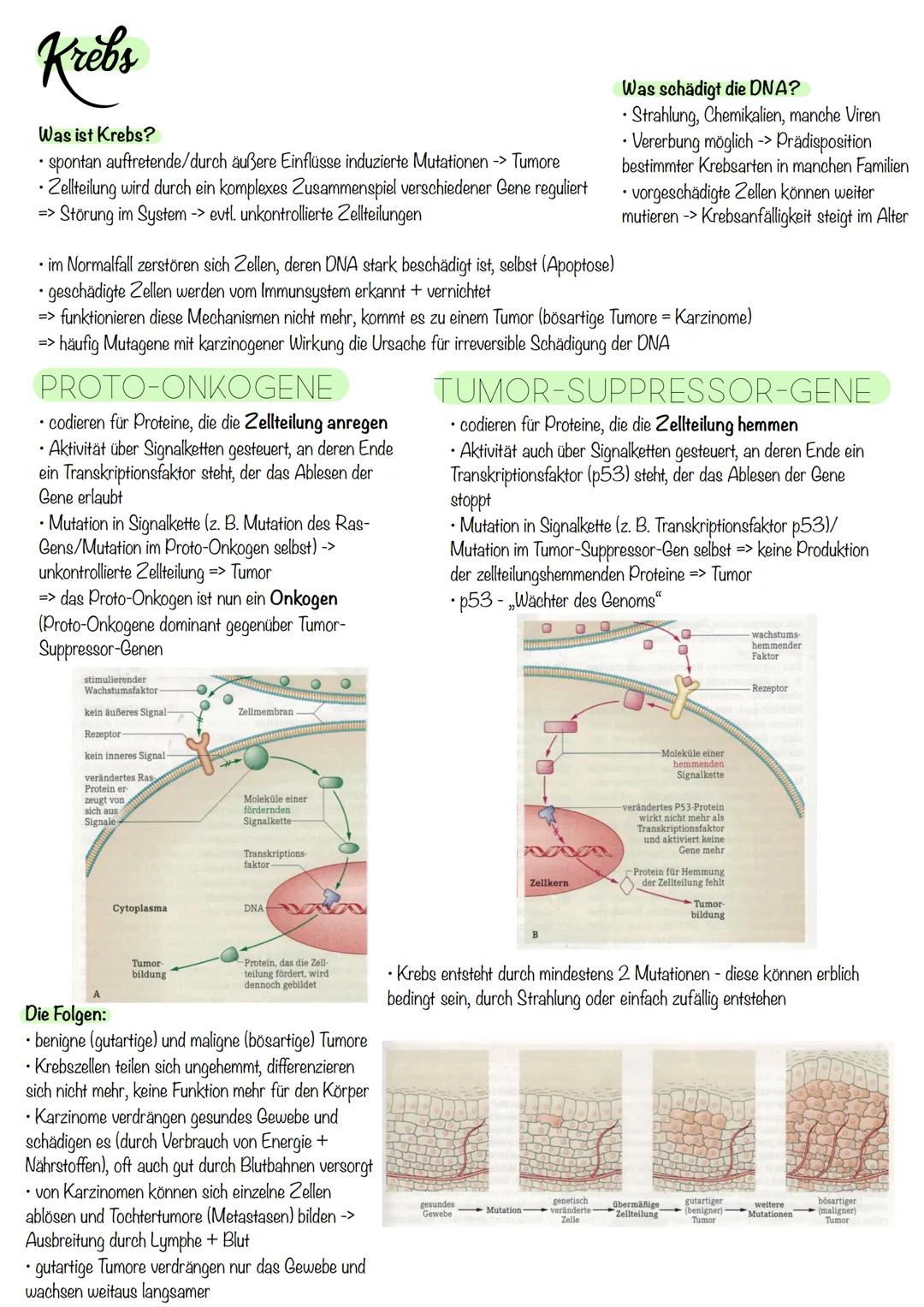 Q₁-Genetik
Molekulargenetik
AUFBAU DER DNA
• DNA - Desoxyribonukleinsäure
=
•
Watson-Crick-Modell:
-die beiden Einzelstränge sind in einer D