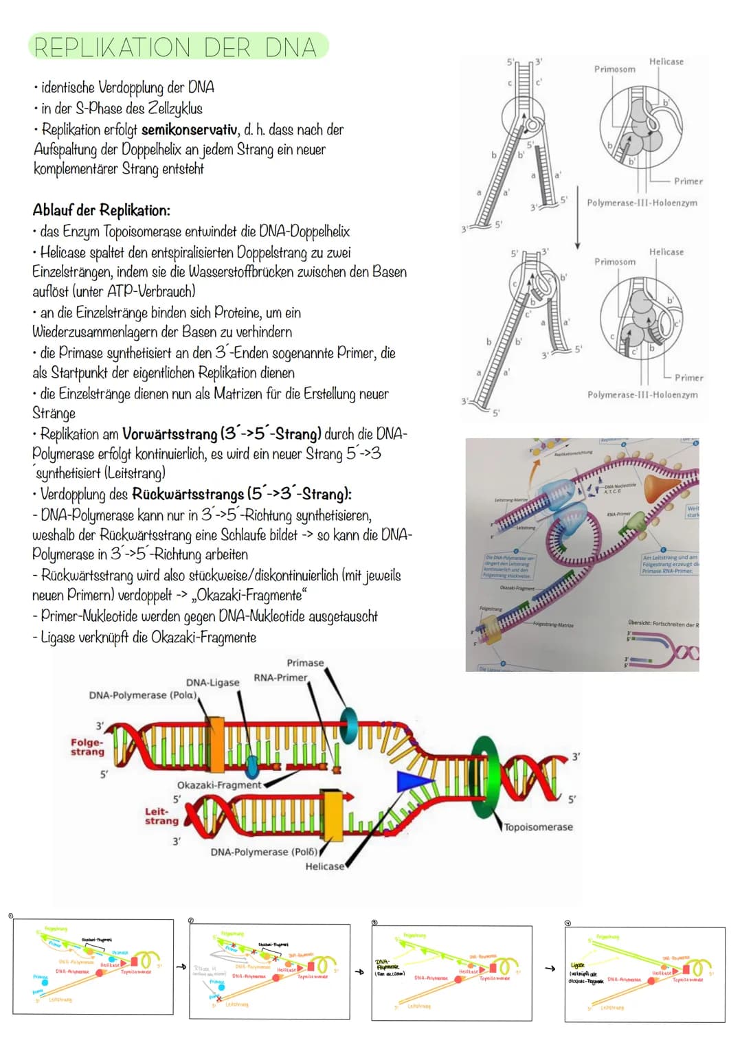 Q₁-Genetik
Molekulargenetik
AUFBAU DER DNA
• DNA - Desoxyribonukleinsäure
=
•
Watson-Crick-Modell:
-die beiden Einzelstränge sind in einer D