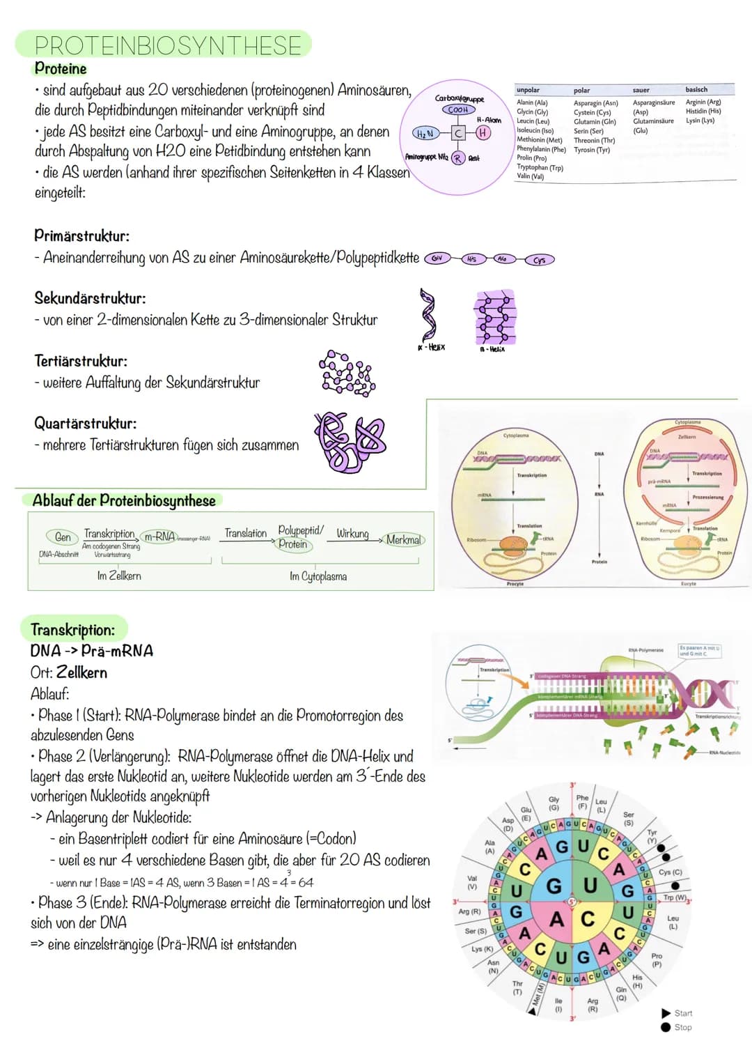 Q₁-Genetik
Molekulargenetik
AUFBAU DER DNA
• DNA - Desoxyribonukleinsäure
=
•
Watson-Crick-Modell:
-die beiden Einzelstränge sind in einer D