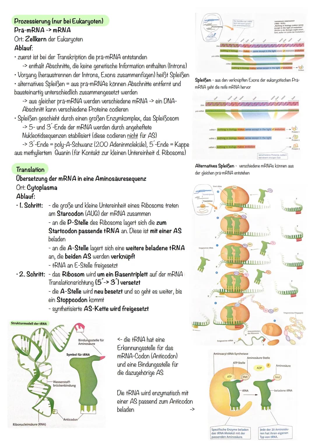 Q₁-Genetik
Molekulargenetik
AUFBAU DER DNA
• DNA - Desoxyribonukleinsäure
=
•
Watson-Crick-Modell:
-die beiden Einzelstränge sind in einer D