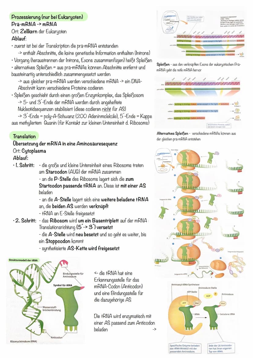 Q₁-Genetik
Molekulargenetik
AUFBAU DER DNA
• DNA - Desoxyribonukleinsäure
=
•
Watson-Crick-Modell:
-die beiden Einzelstränge sind in einer D