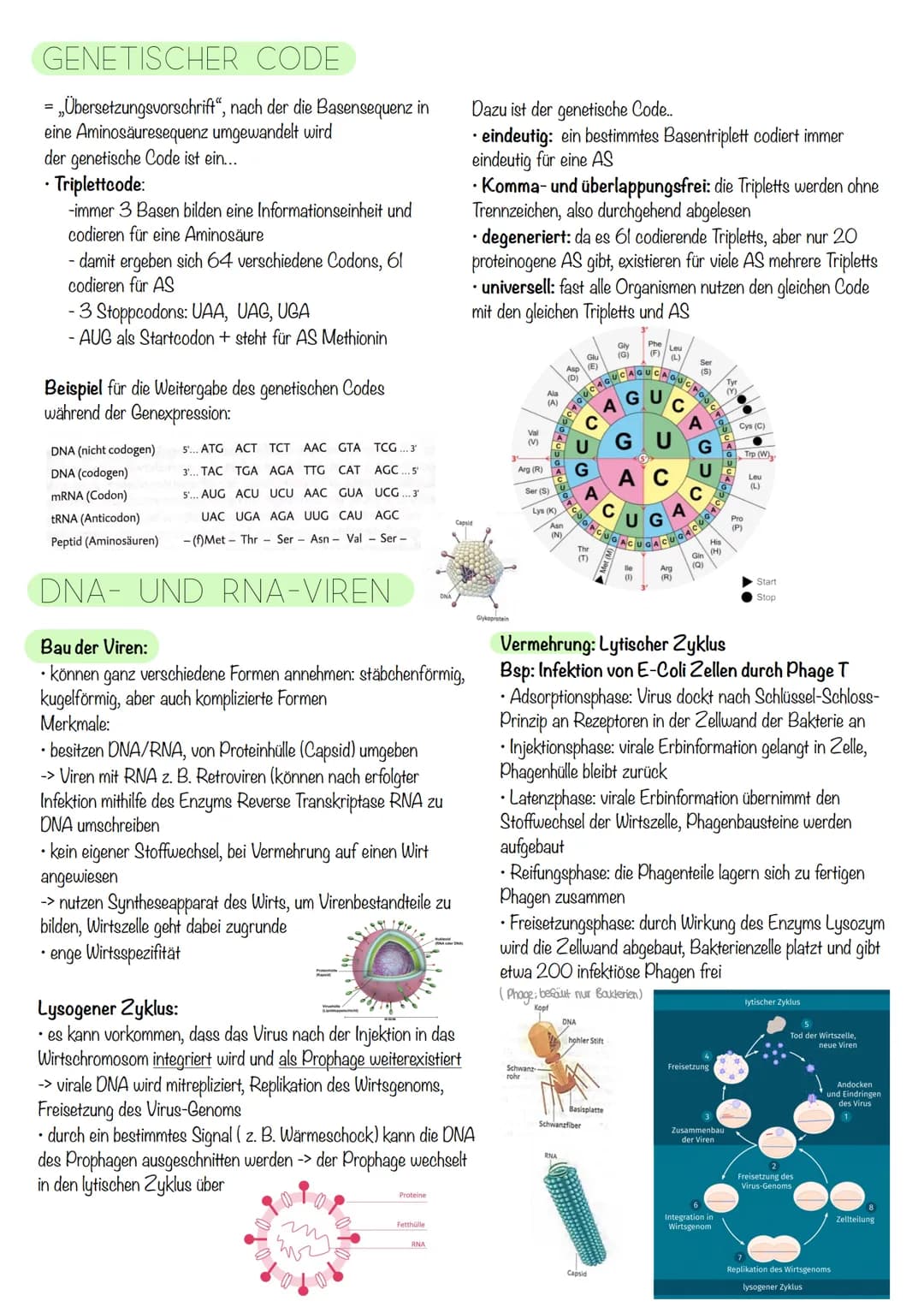 Q₁-Genetik
Molekulargenetik
AUFBAU DER DNA
• DNA - Desoxyribonukleinsäure
=
•
Watson-Crick-Modell:
-die beiden Einzelstränge sind in einer D