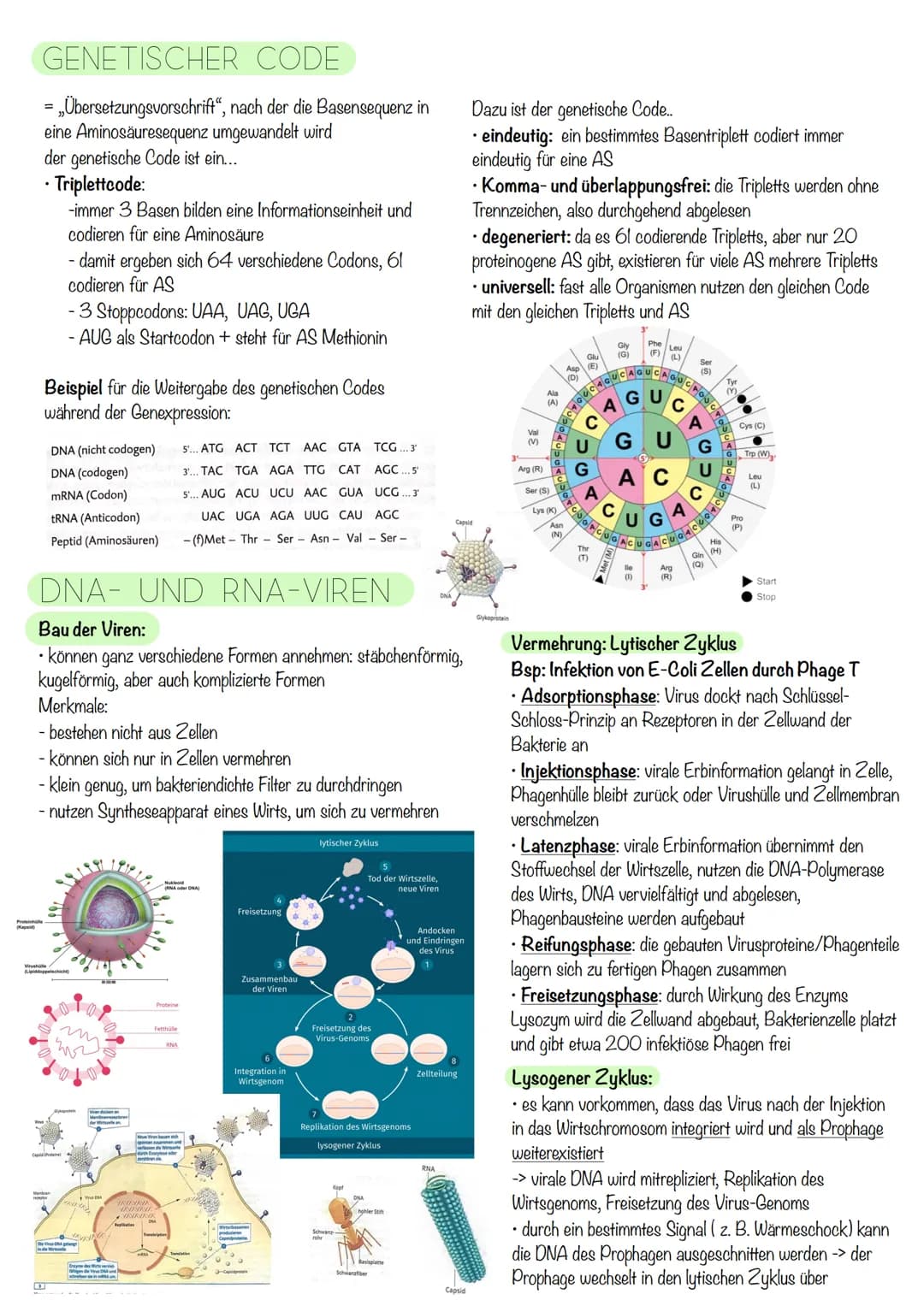 Q₁-Genetik
Molekulargenetik
AUFBAU DER DNA
• DNA - Desoxyribonukleinsäure
=
•
Watson-Crick-Modell:
-die beiden Einzelstränge sind in einer D