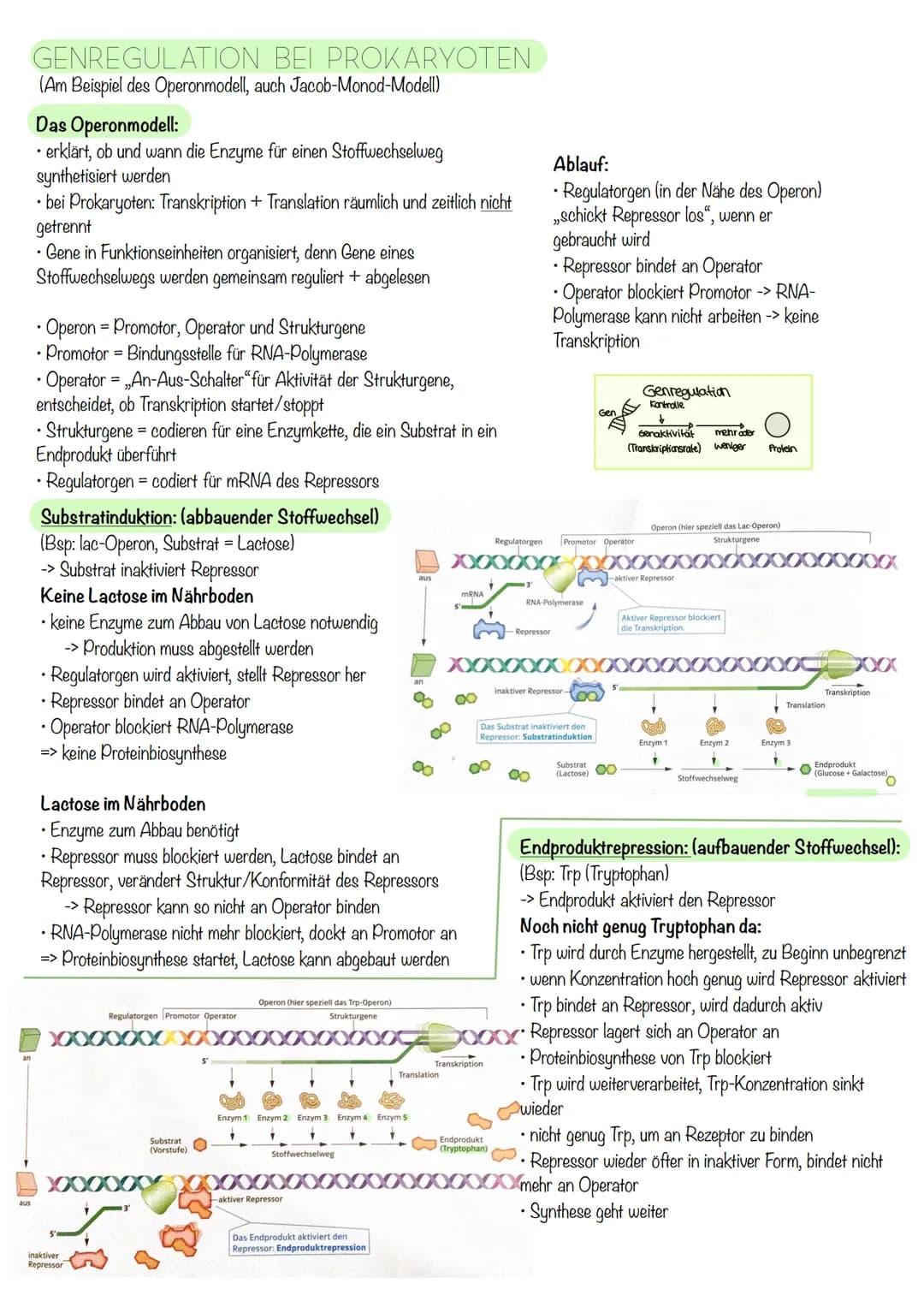 Q₁-Genetik
Molekulargenetik
AUFBAU DER DNA
• DNA - Desoxyribonukleinsäure
=
•
Watson-Crick-Modell:
-die beiden Einzelstränge sind in einer D