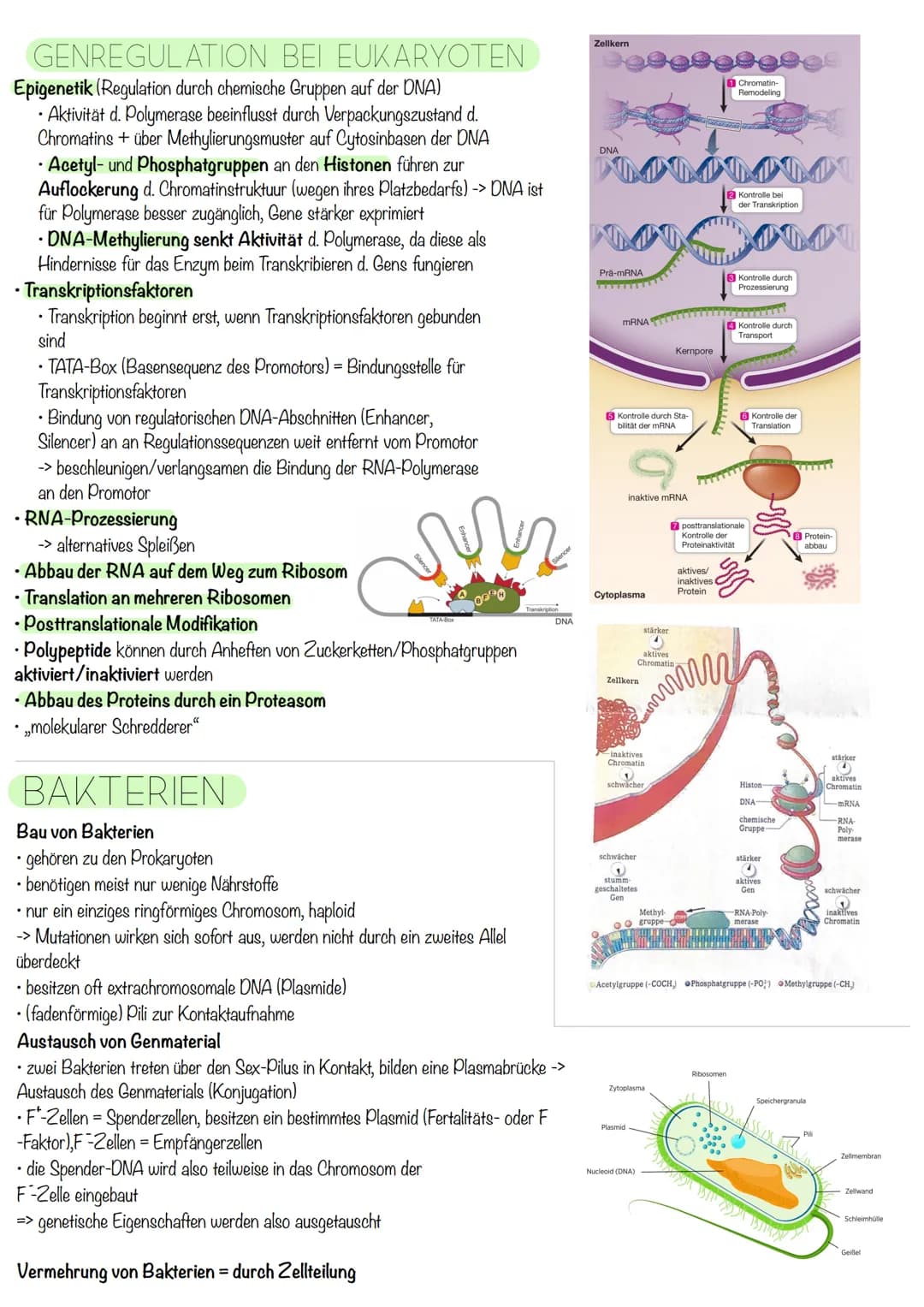 Q₁-Genetik
Molekulargenetik
AUFBAU DER DNA
• DNA - Desoxyribonukleinsäure
=
•
Watson-Crick-Modell:
-die beiden Einzelstränge sind in einer D