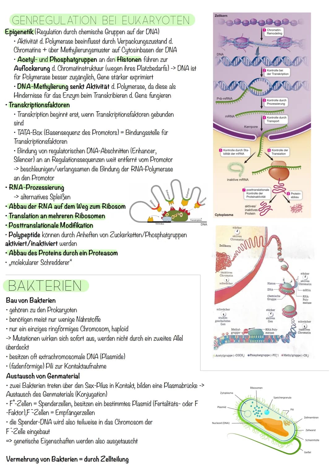 Q₁-Genetik
Molekulargenetik
AUFBAU DER DNA
• DNA - Desoxyribonukleinsäure
=
•
Watson-Crick-Modell:
-die beiden Einzelstränge sind in einer D