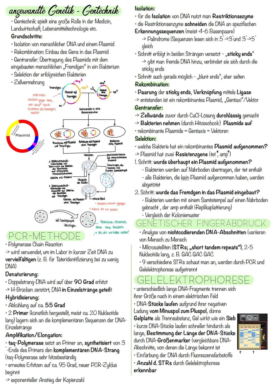 Q₁-Genetik
Molekulargenetik
AUFBAU DER DNA
• DNA - Desoxyribonukleinsäure
=
•
Watson-Crick-Modell:
-die beiden Einzelstränge sind in einer D