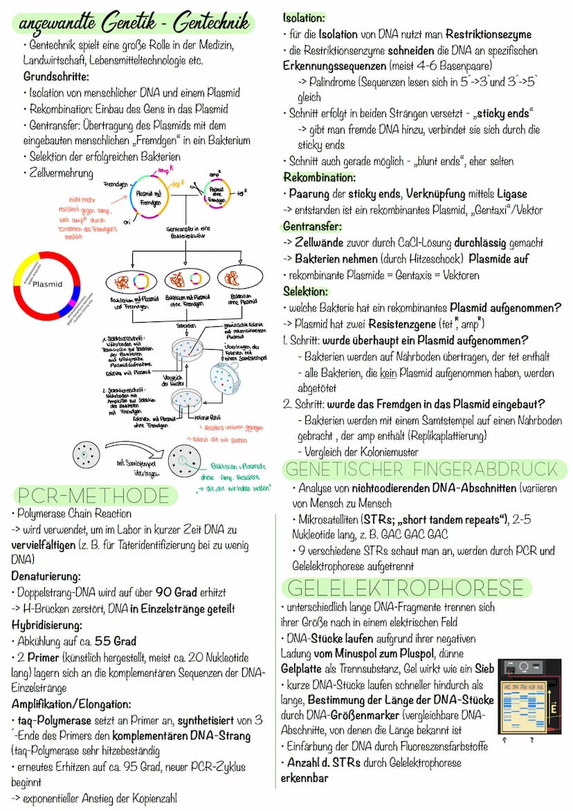 Q₁-Genetik
Molekulargenetik
AUFBAU DER DNA
• DNA - Desoxyribonukleinsäure
=
•
Watson-Crick-Modell:
-die beiden Einzelstränge sind in einer D