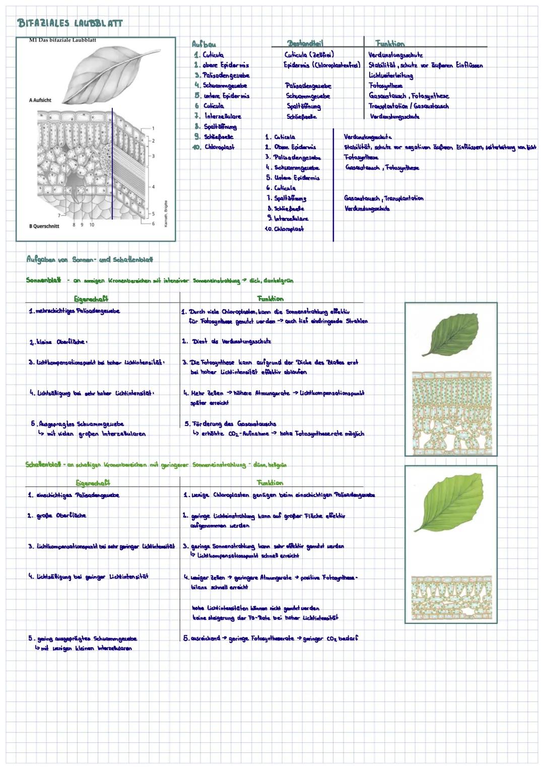 Bifaziales Laubblatt