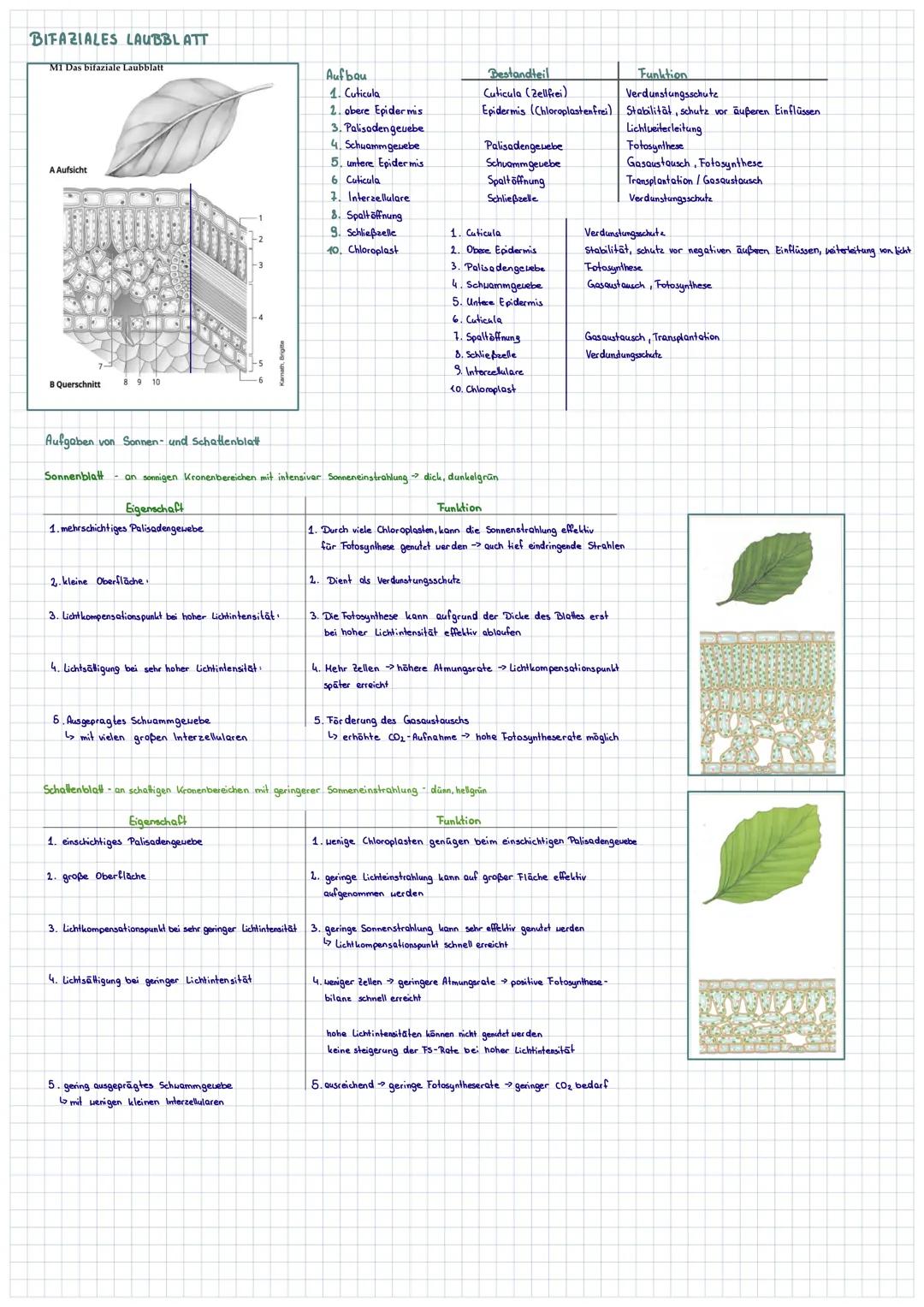 BIFAZIALES LAUBBLATT
M1 Das bifaziale Laubblatt
A Aufsicht
B Querschnitt 8 9 10
2. kleine Oberfläche.
3. Licht kompensationspunkt bei hoher 