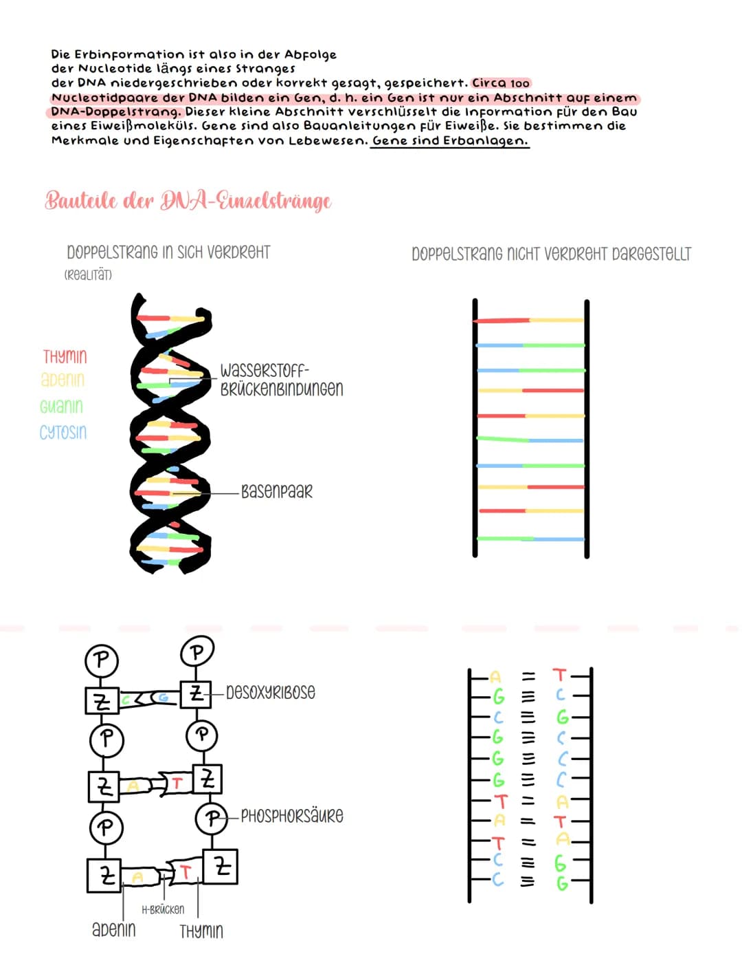 NUCLEINSÄUREN - kernsäuren -
DNA und RNA
Bau der Chromosomen und der DNA
Die Chromosomen sind die Träger der Erbanlagen. Diese bestehen aus 