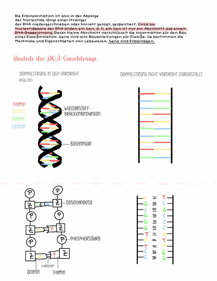 NUCLEINSÄUREN - kernsäuren -
DNA und RNA
Bau der Chromosomen und der DNA
Die Chromosomen sind die Träger der Erbanlagen. Diese bestehen aus 