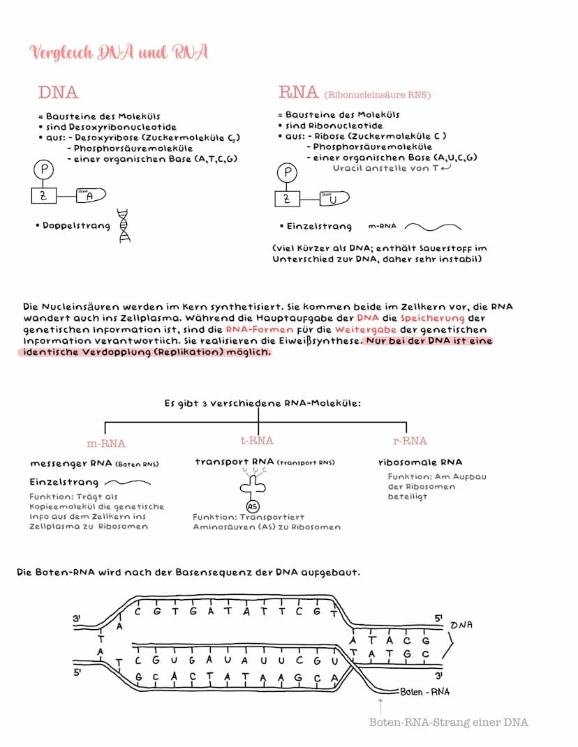 NUCLEINSÄUREN - kernsäuren -
DNA und RNA
Bau der Chromosomen und der DNA
Die Chromosomen sind die Träger der Erbanlagen. Diese bestehen aus 