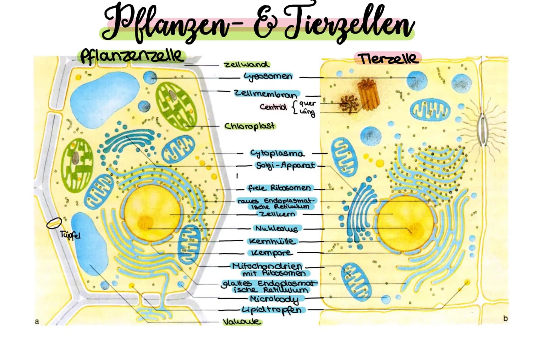 a
О
Pflanzen- & Tierzellen
Pflanzenzelle
Tupfel
www
GWA
Zellwand
Lysosomen
Zellmembran
Chloroplast
-
1
Centriol [quer
Lang
Cytoplasma
Solgi-