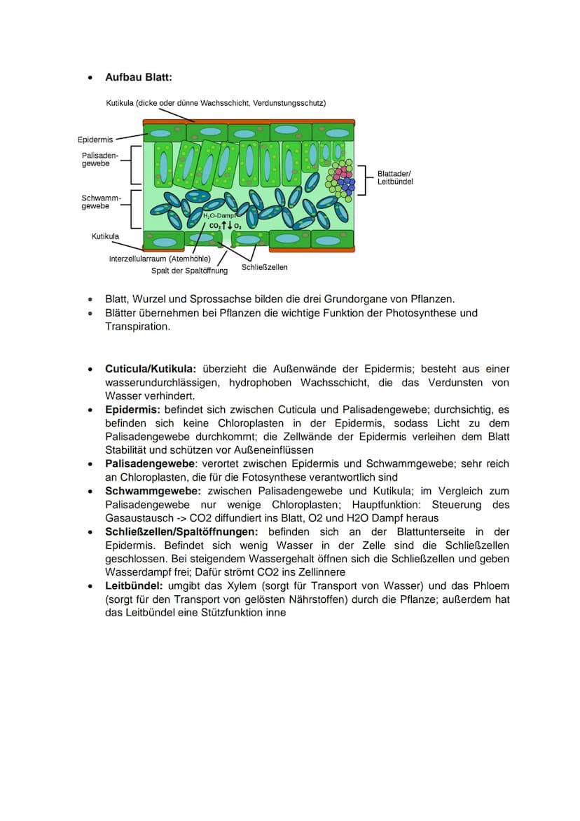●
Schicht
→Baumschicht
→ Strauchschicht
→ Krautschicht
●
Die verschiedenen Schichten des Waldes:
→ Wurzelschicht
●
Abiturvorbereitung-Biolog