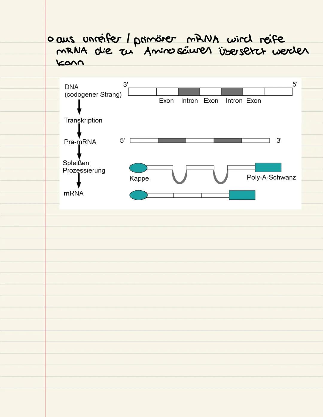 RNA-Prozessierung
onur bei Eukaryoten
• Erster Schritt Capping: mRNA bekommt am
S'Ende ein modifiziertes
Guanin Nukleotid
↳
Schutz vor Abbau