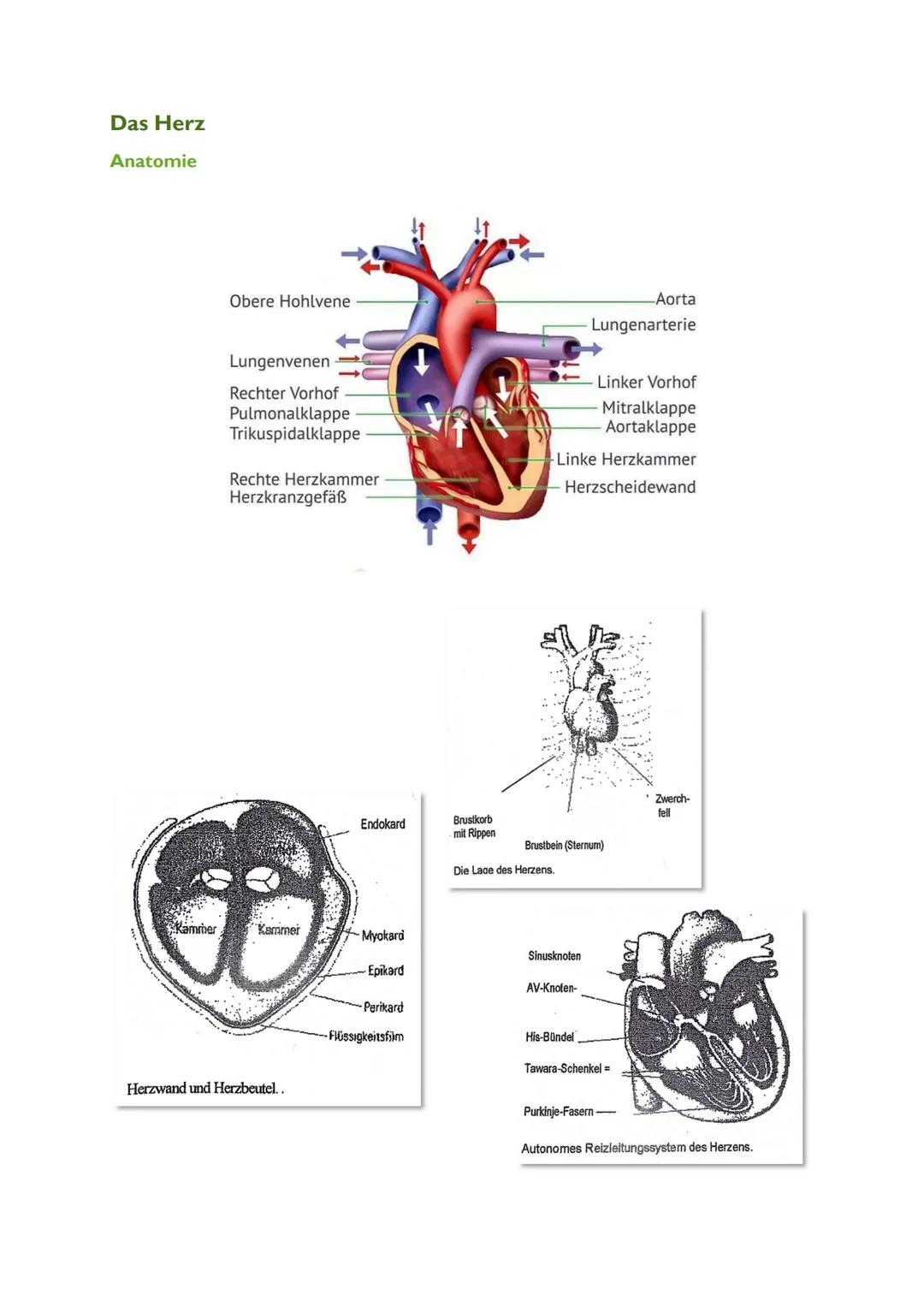 Das Herz
Anatomie
Kammer
Obere Hohlvene
Lungenvenen
Rechter Vorhof
Pulmonalklappe
Trikuspidalklappe
Rechte Herzkammer
Herzkranzgefäß
Kammer
