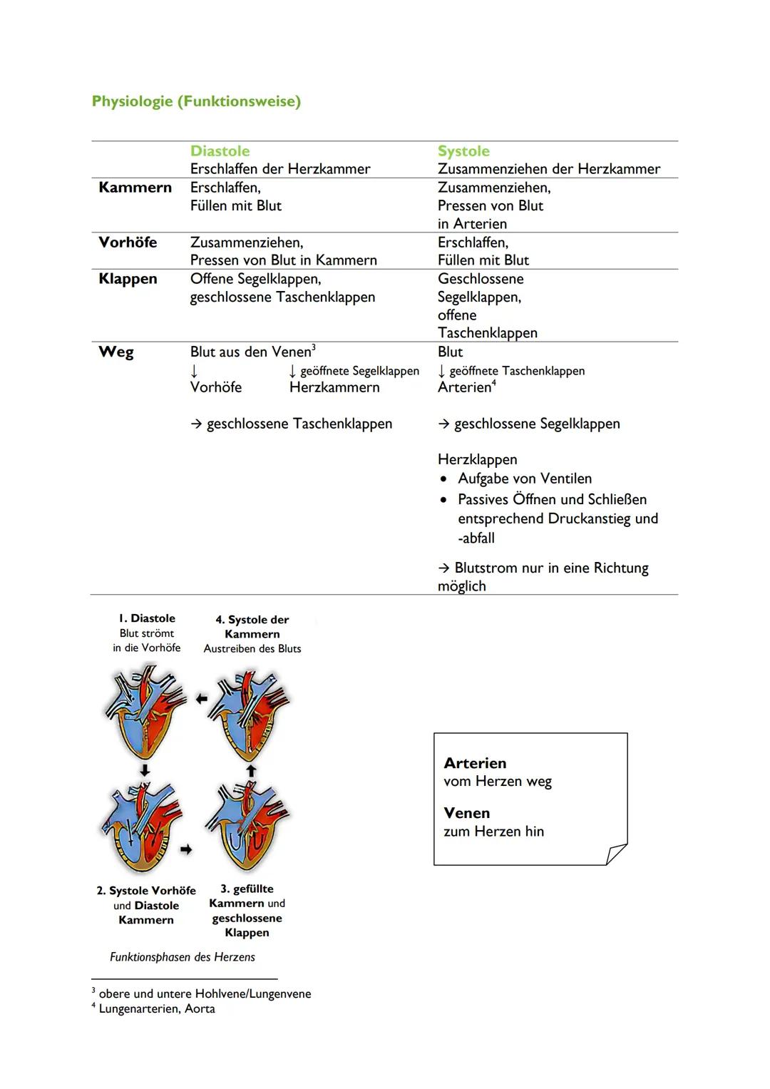 Das Herz
Anatomie
Kammer
Obere Hohlvene
Lungenvenen
Rechter Vorhof
Pulmonalklappe
Trikuspidalklappe
Rechte Herzkammer
Herzkranzgefäß
Kammer

