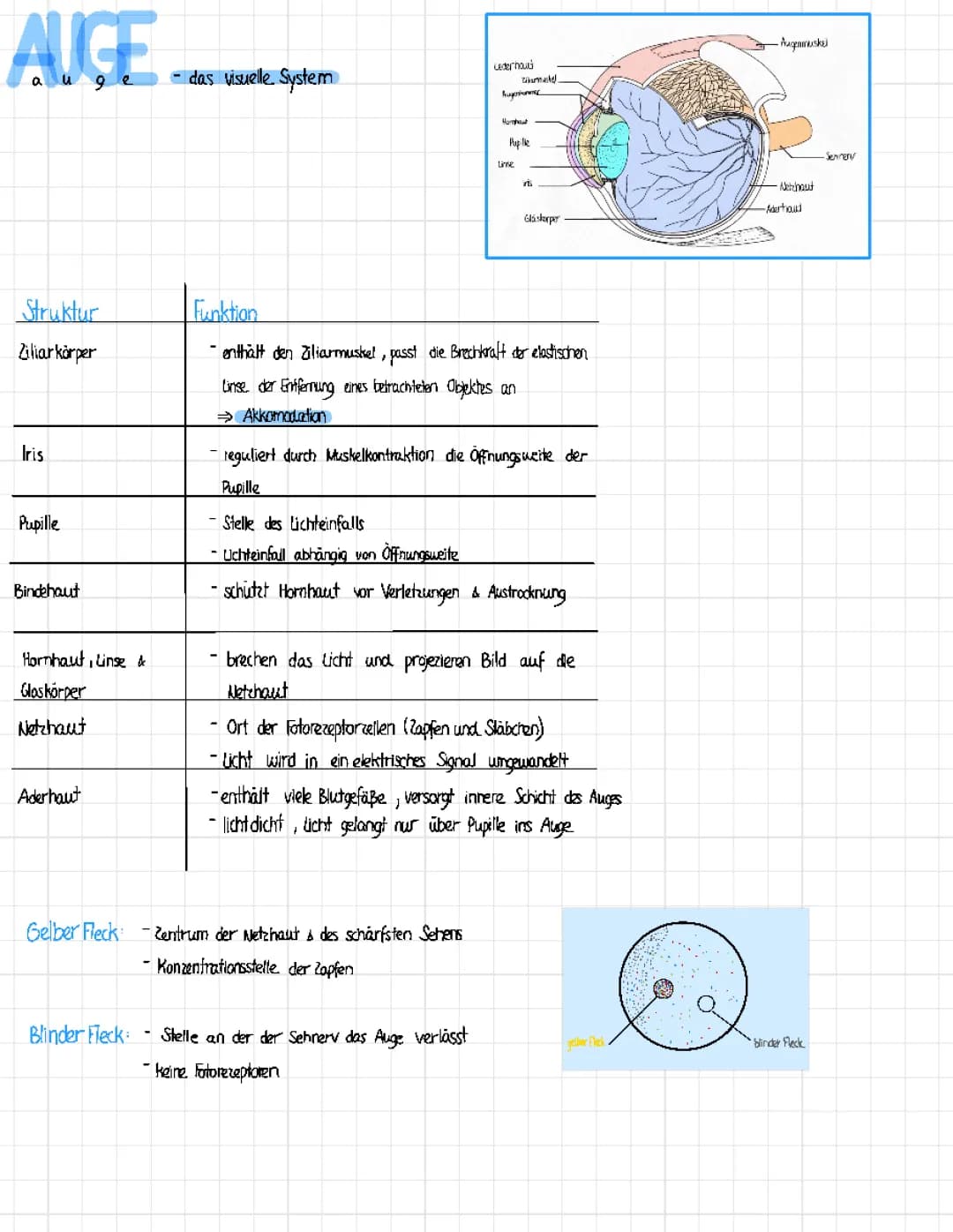 Netzhaut und Auge einfach erklärt: Aufbau, Funktion und mehr