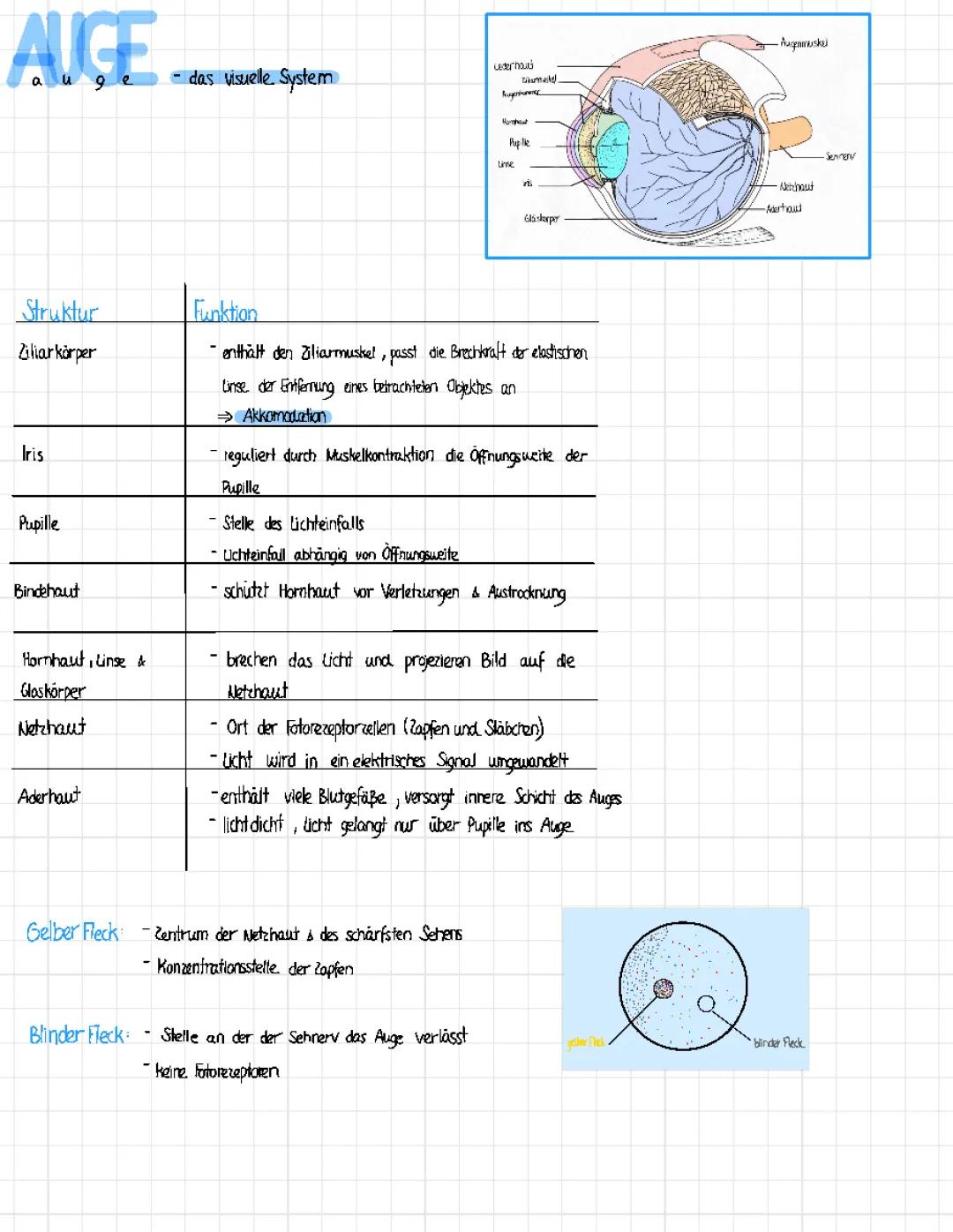 Netzhaut und Auge einfach erklärt: Aufbau, Funktion und mehr