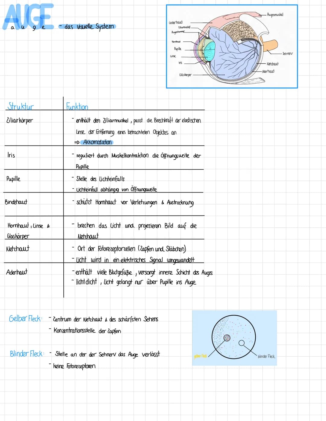 AUGE
auge
Struktur
Ziliar körper
Iris
Pupille
Bindehaut
Hornhaut, Linse &
Glaskörper
Netzhaut
Aderhaut
Gelber Fleck
Blinder Fleck
- das visu