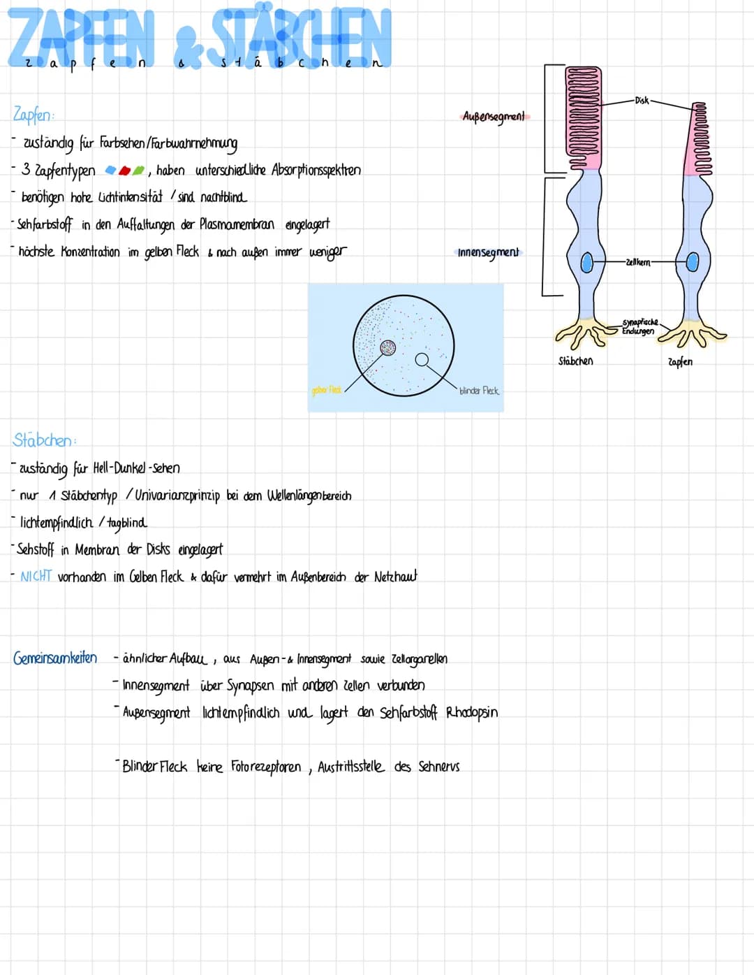 AUGE
auge
Struktur
Ziliar körper
Iris
Pupille
Bindehaut
Hornhaut, Linse &
Glaskörper
Netzhaut
Aderhaut
Gelber Fleck
Blinder Fleck
- das visu