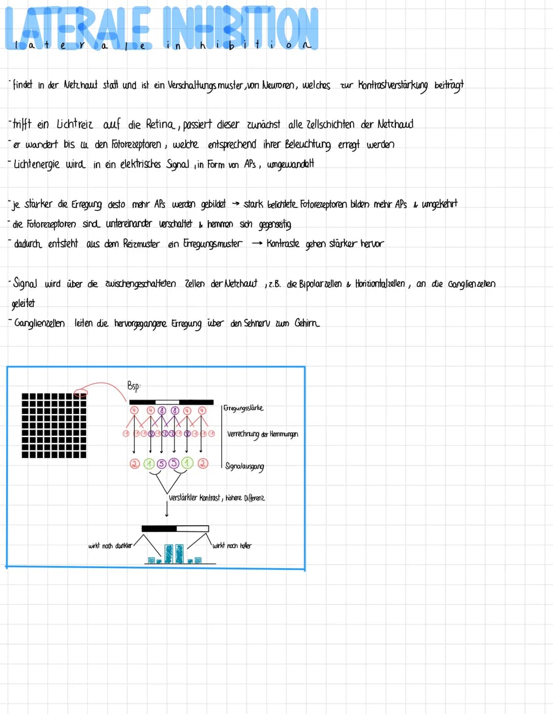 AUGE
auge
Struktur
Ziliar körper
Iris
Pupille
Bindehaut
Hornhaut, Linse &
Glaskörper
Netzhaut
Aderhaut
Gelber Fleck
Blinder Fleck
- das visu