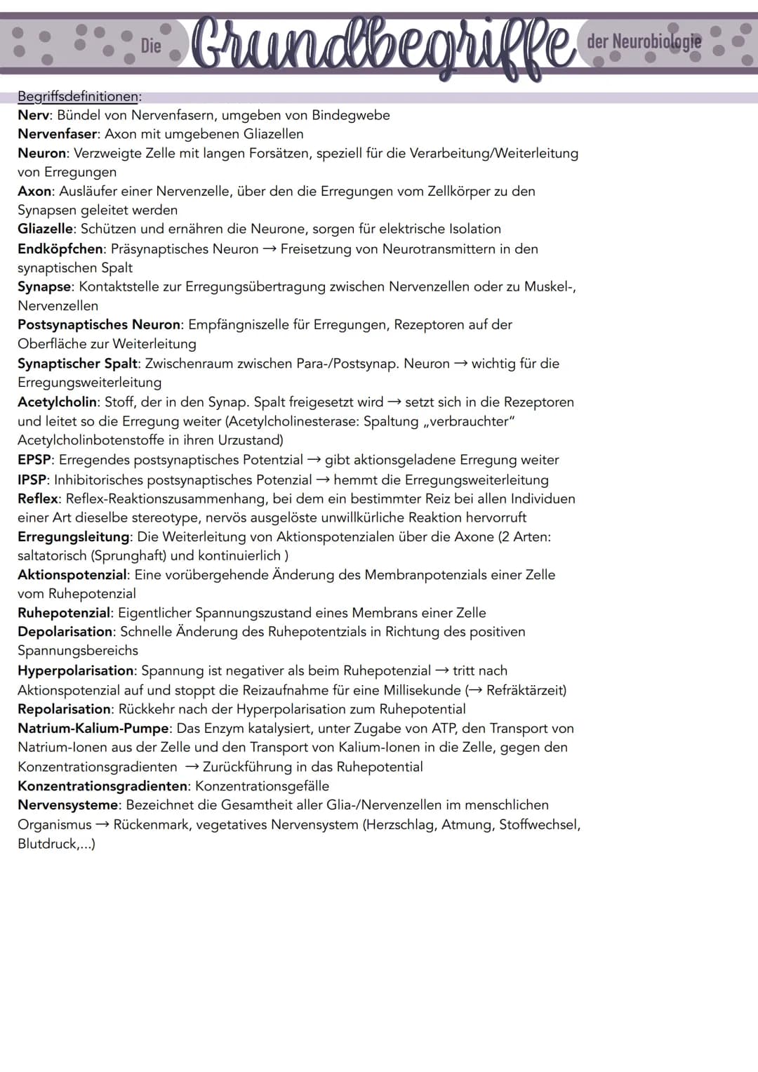 ::::::»* Grundbegriffe:
Die
Begriffsdefinitionen:
Nerv: Bündel von Nervenfasern, umgeben von Bindegwebe
Nervenfaser: Axon mit umgebenen Glia