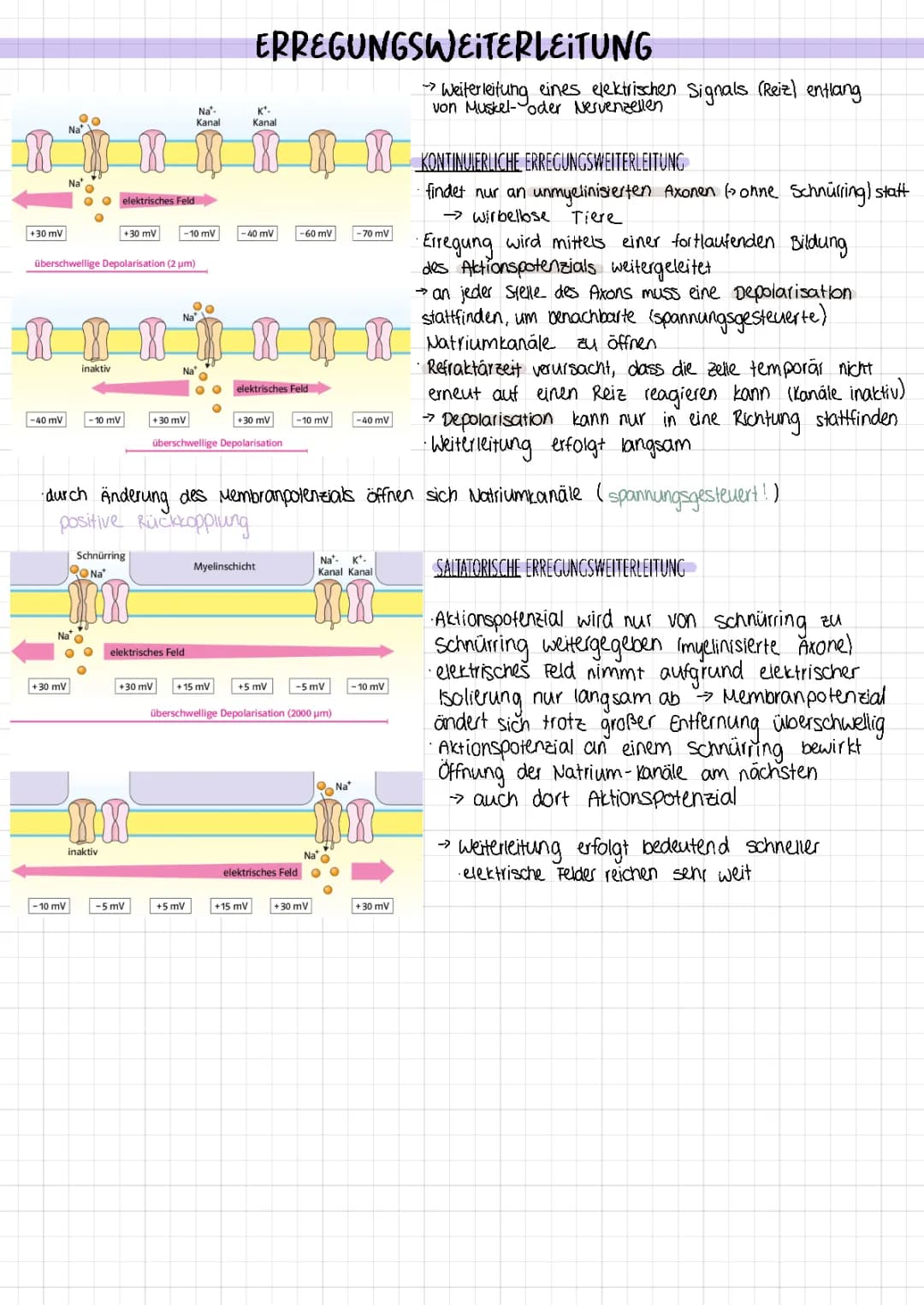 Erregungsweiterleitung 