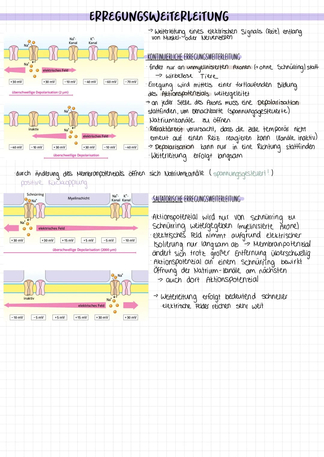 +30 mV
-40 mV
Na
+30 mV
O
überschwellige Depolarisation (2 µm)
Na
-10 mV
inaktiv
elektrisches Feld
-10 mV
+30 mV
Schnürring
QoNa*
IH
NH
inak