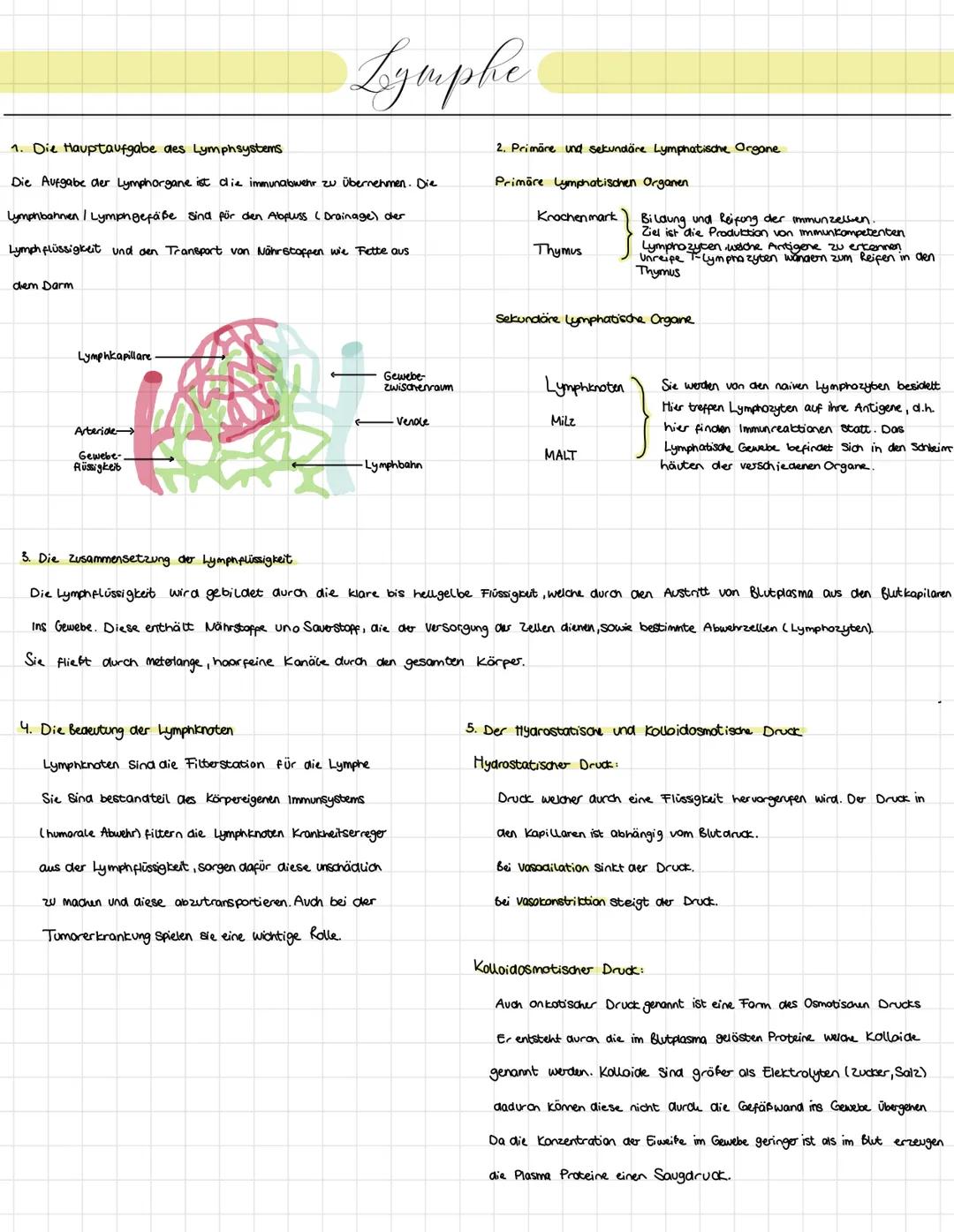 1. Die Hauptaufgabe des Lymphsystems
Die Aufgabe der Lymphorgane ist die immunabwehr zu übernehmen. Die
Lymphbahnen | Lymphgefäße sind für d