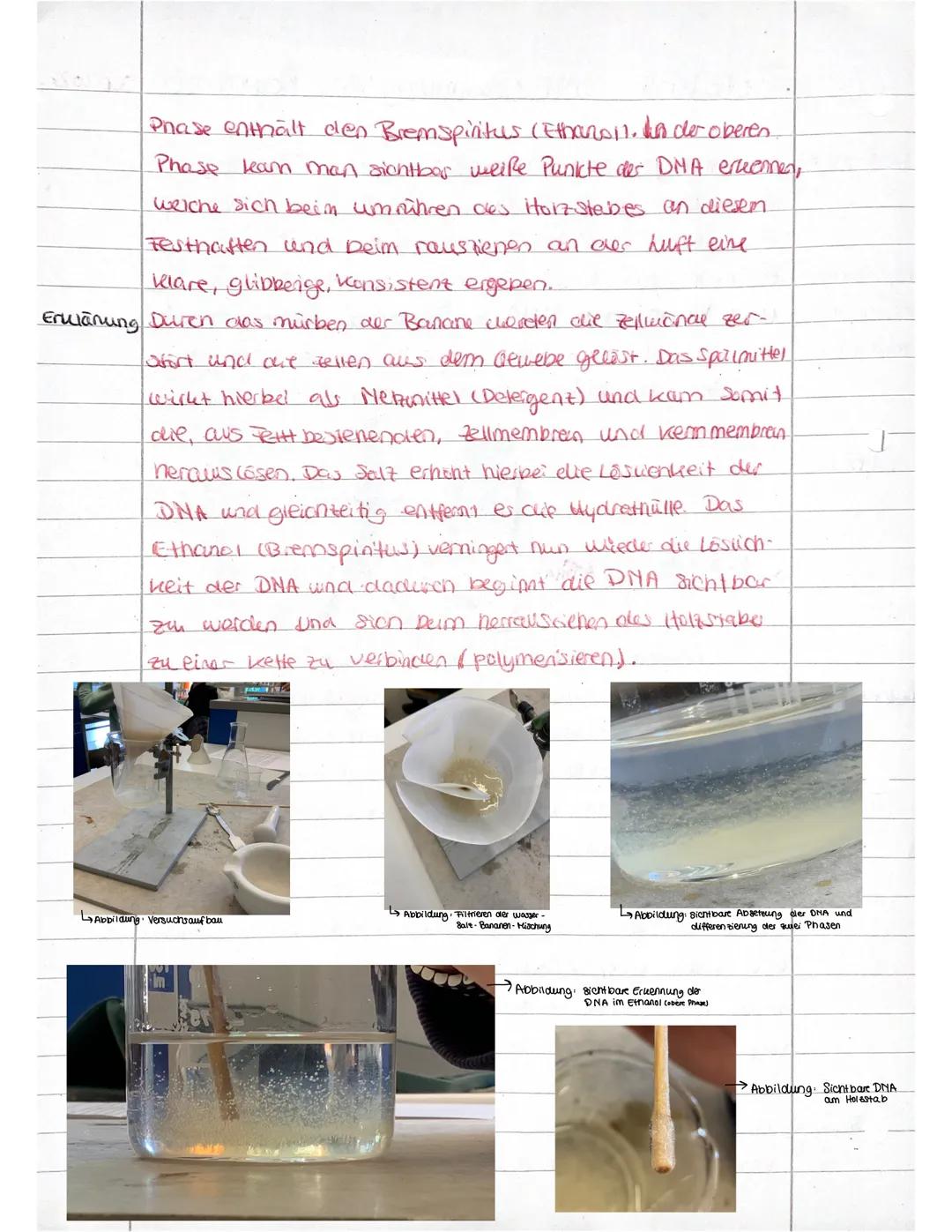 · Protokoll DNA Gewinnung aus Bananen Sep 2022
Materialien Erlenmeyeraben, Becherglas, schlanus Becherglas,
Stativ, Doppelmuffe, Stativring,