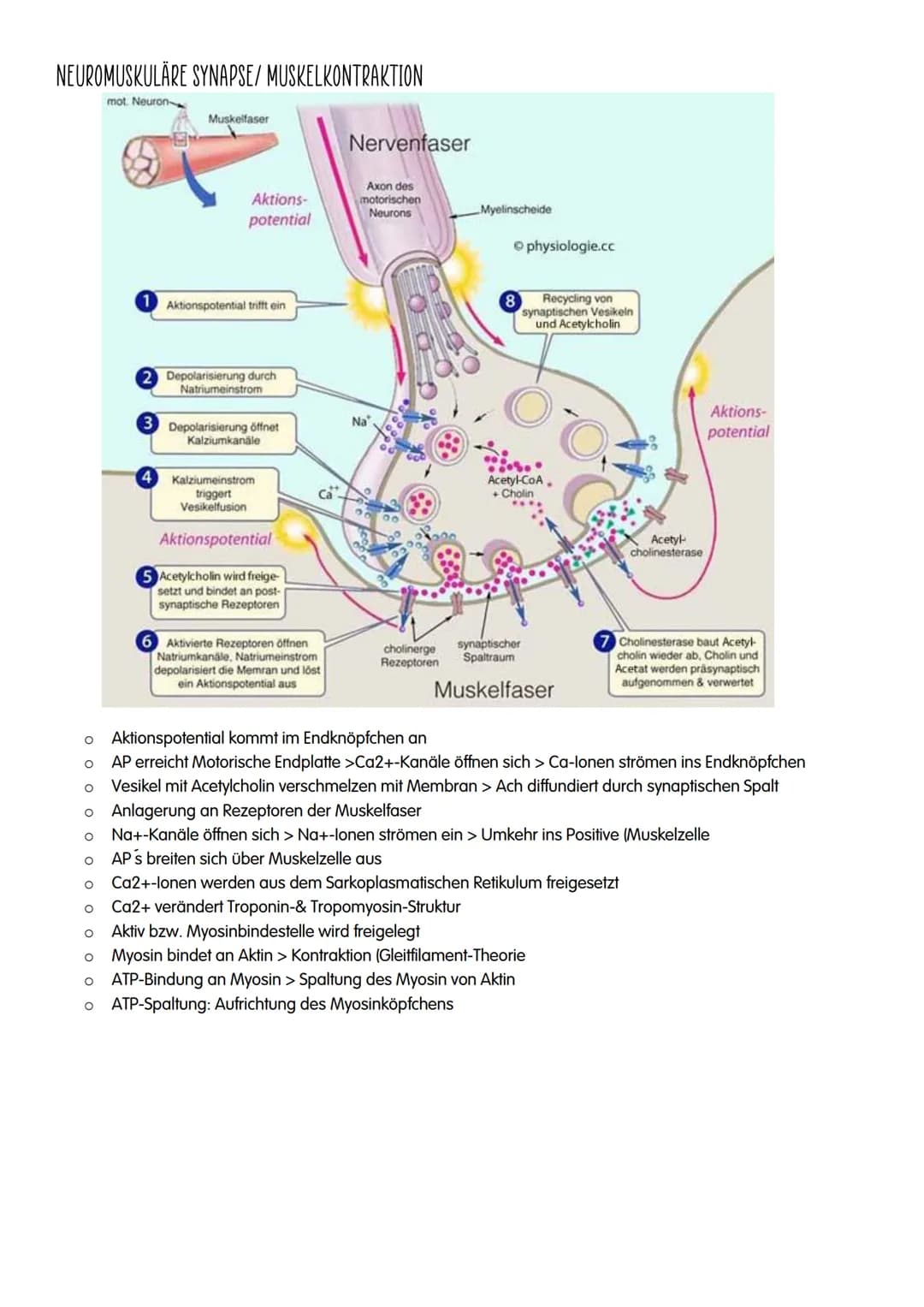 NEUROBIOLOGIE NEUROBIOLOGIE
Verhalten: Reiz-Reaktions-Schema
Reiz >>>
→sensorische/ afferente Nerven sind Nerven,
die eine Erregung zum ZNS 