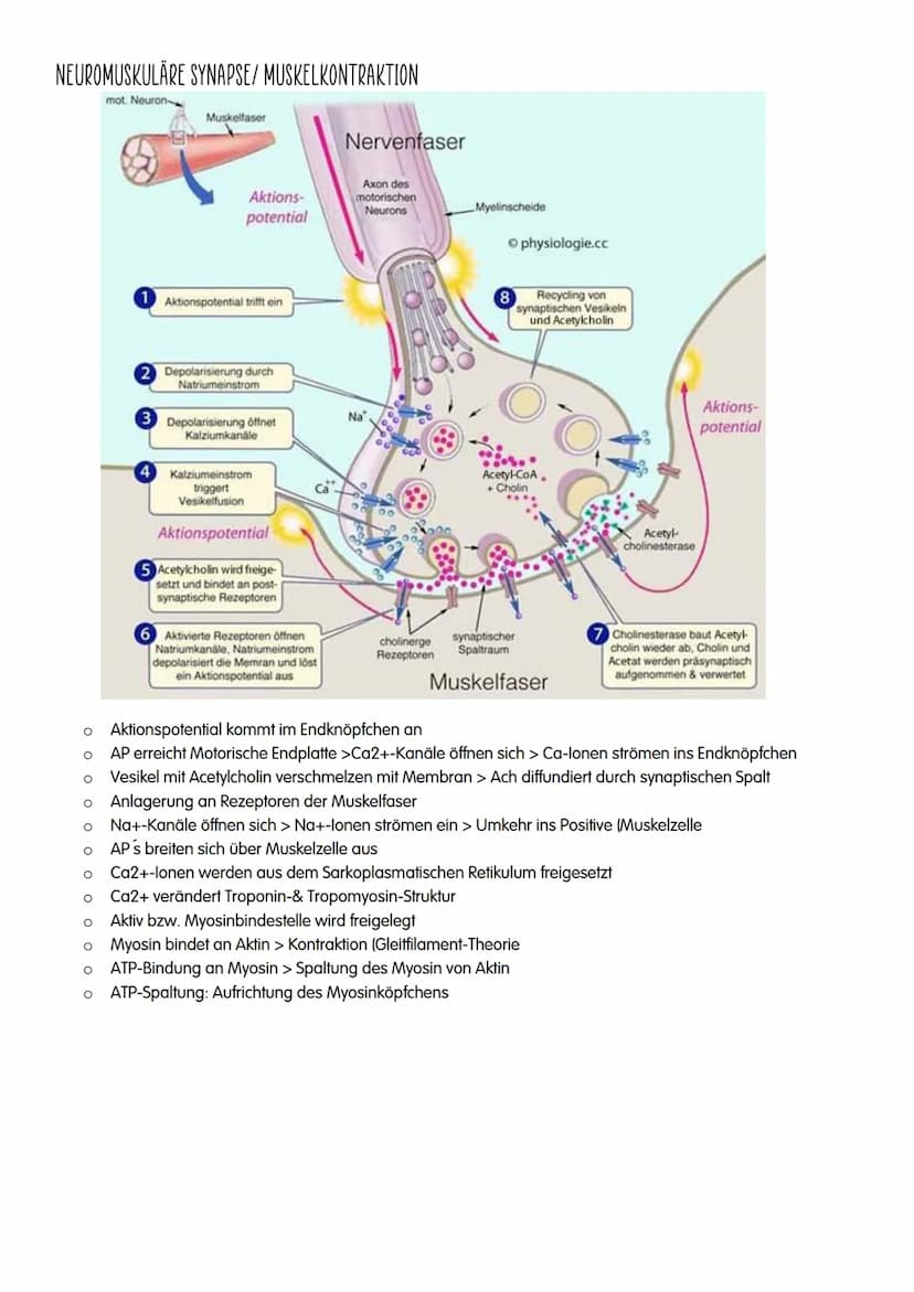 NEUROBIOLOGIE NEUROBIOLOGIE
Verhalten: Reiz-Reaktions-Schema
Reiz >>>
→sensorische/ afferente Nerven sind Nerven,
die eine Erregung zum ZNS 