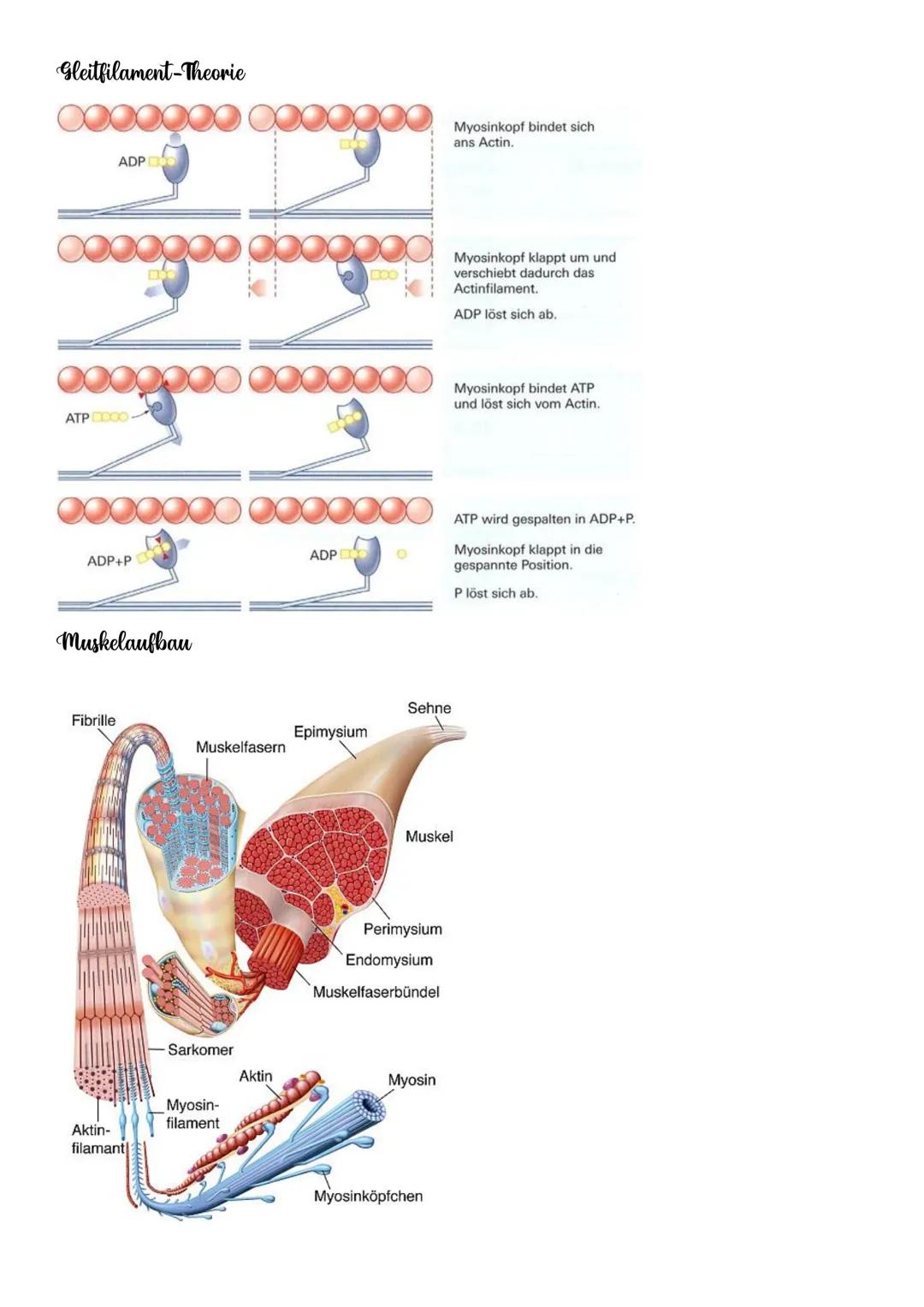 NEUROBIOLOGIE NEUROBIOLOGIE
Verhalten: Reiz-Reaktions-Schema
Reiz >>>
→sensorische/ afferente Nerven sind Nerven,
die eine Erregung zum ZNS 