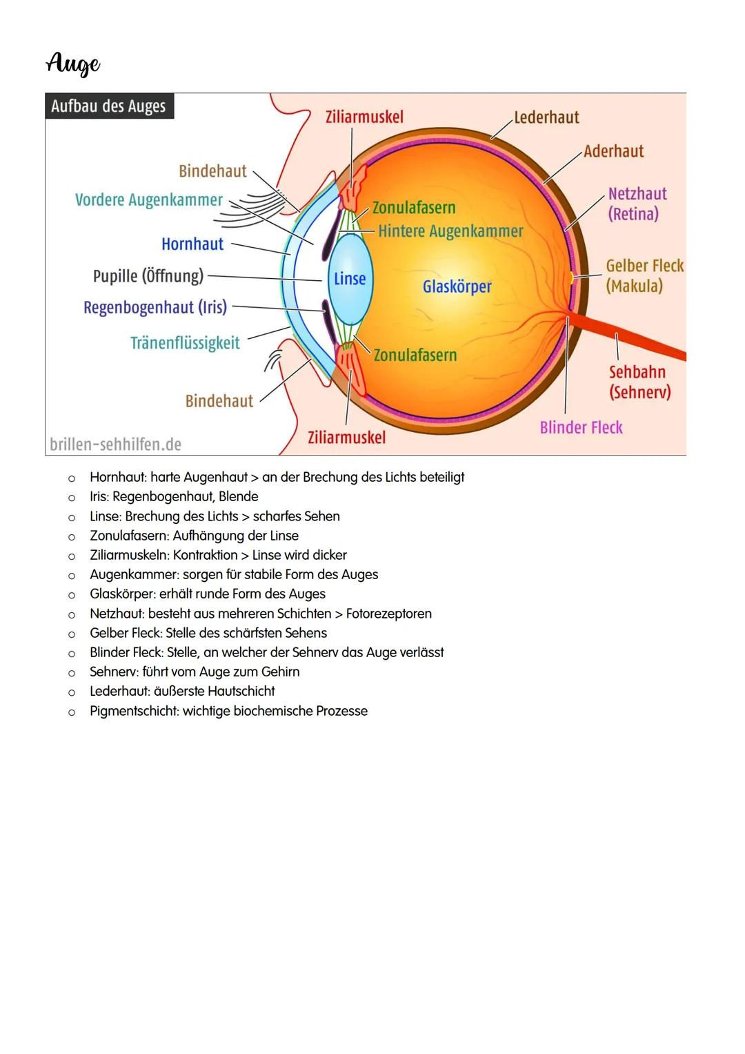 NEUROBIOLOGIE NEUROBIOLOGIE
Verhalten: Reiz-Reaktions-Schema
Reiz >>>
→sensorische/ afferente Nerven sind Nerven,
die eine Erregung zum ZNS 