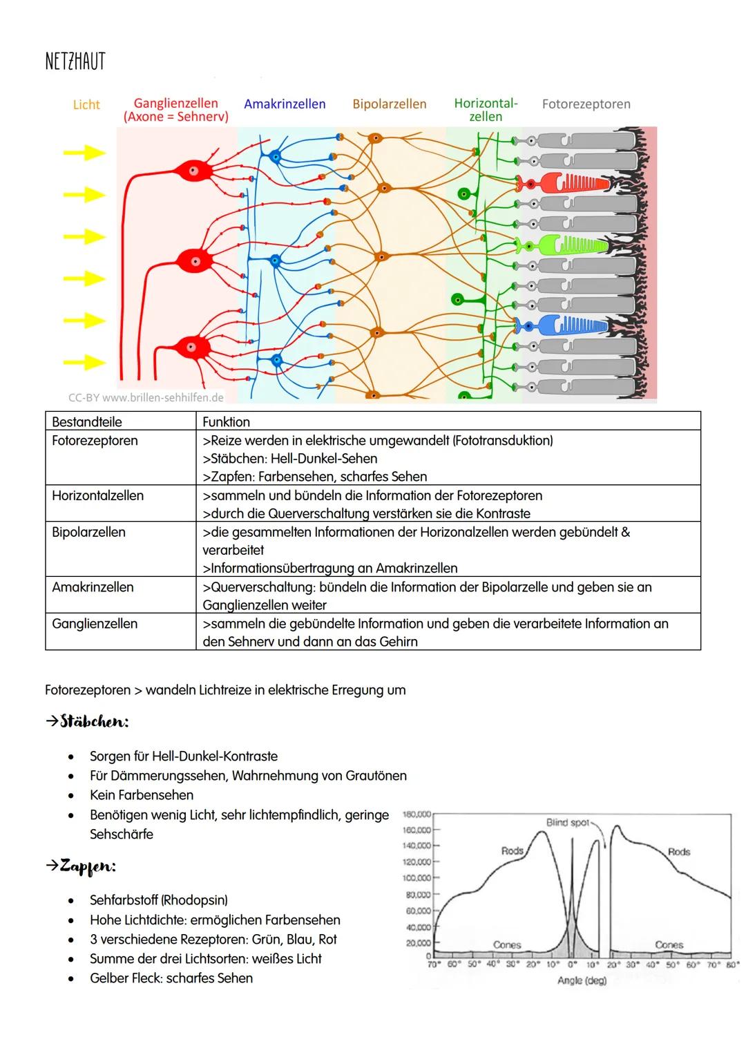 NEUROBIOLOGIE NEUROBIOLOGIE
Verhalten: Reiz-Reaktions-Schema
Reiz >>>
→sensorische/ afferente Nerven sind Nerven,
die eine Erregung zum ZNS 