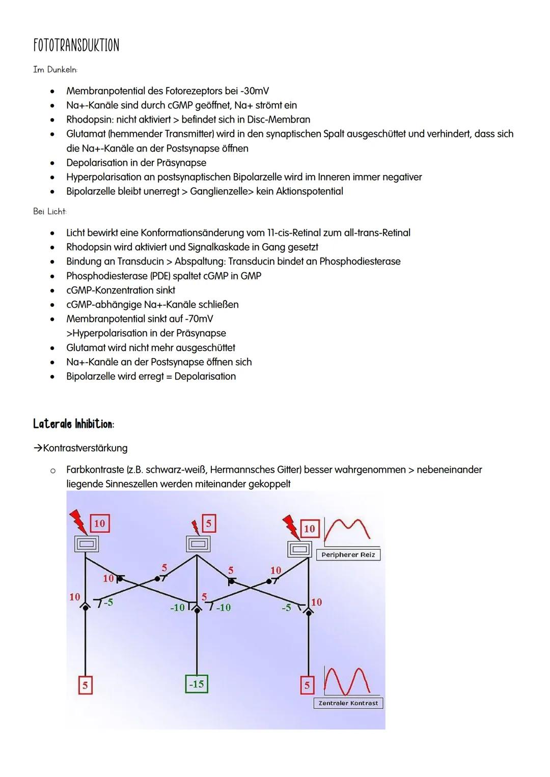 NEUROBIOLOGIE NEUROBIOLOGIE
Verhalten: Reiz-Reaktions-Schema
Reiz >>>
→sensorische/ afferente Nerven sind Nerven,
die eine Erregung zum ZNS 