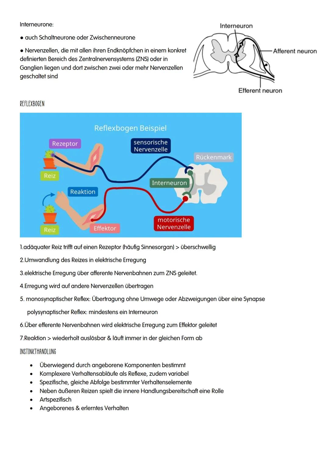 NEUROBIOLOGIE NEUROBIOLOGIE
Verhalten: Reiz-Reaktions-Schema
Reiz >>>
→sensorische/ afferente Nerven sind Nerven,
die eine Erregung zum ZNS 