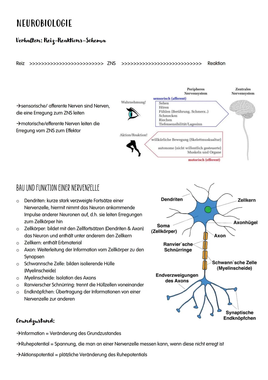 NEUROBIOLOGIE NEUROBIOLOGIE
Verhalten: Reiz-Reaktions-Schema
Reiz >>>
→sensorische/ afferente Nerven sind Nerven,
die eine Erregung zum ZNS 