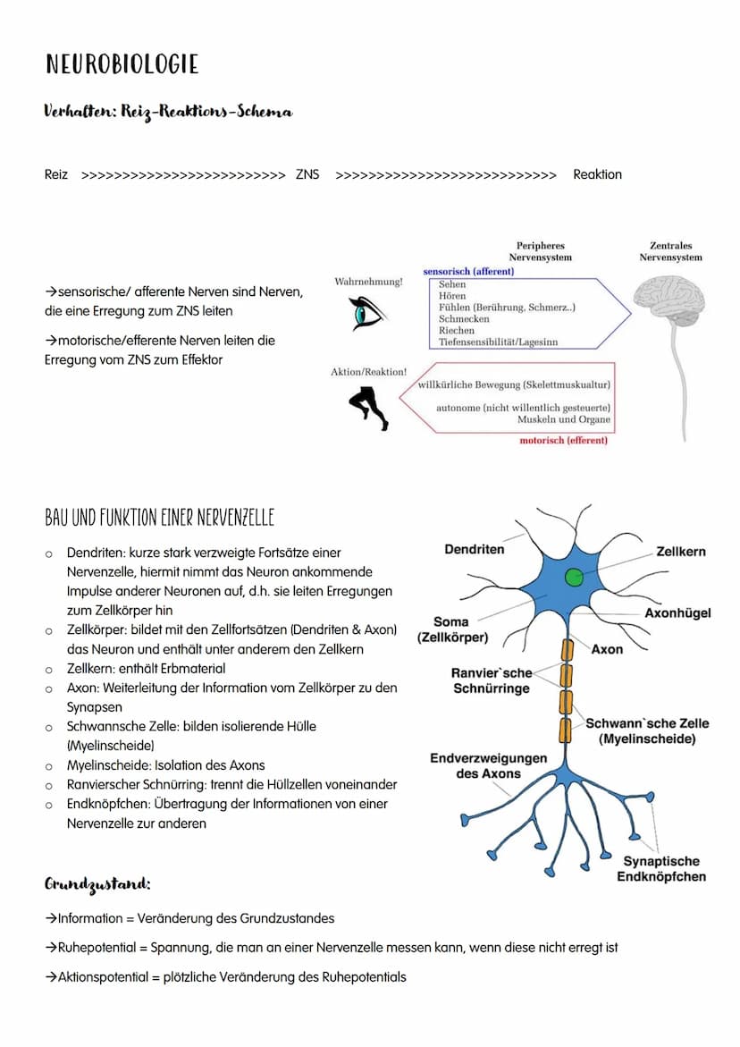 NEUROBIOLOGIE NEUROBIOLOGIE
Verhalten: Reiz-Reaktions-Schema
Reiz >>>
→sensorische/ afferente Nerven sind Nerven,
die eine Erregung zum ZNS 